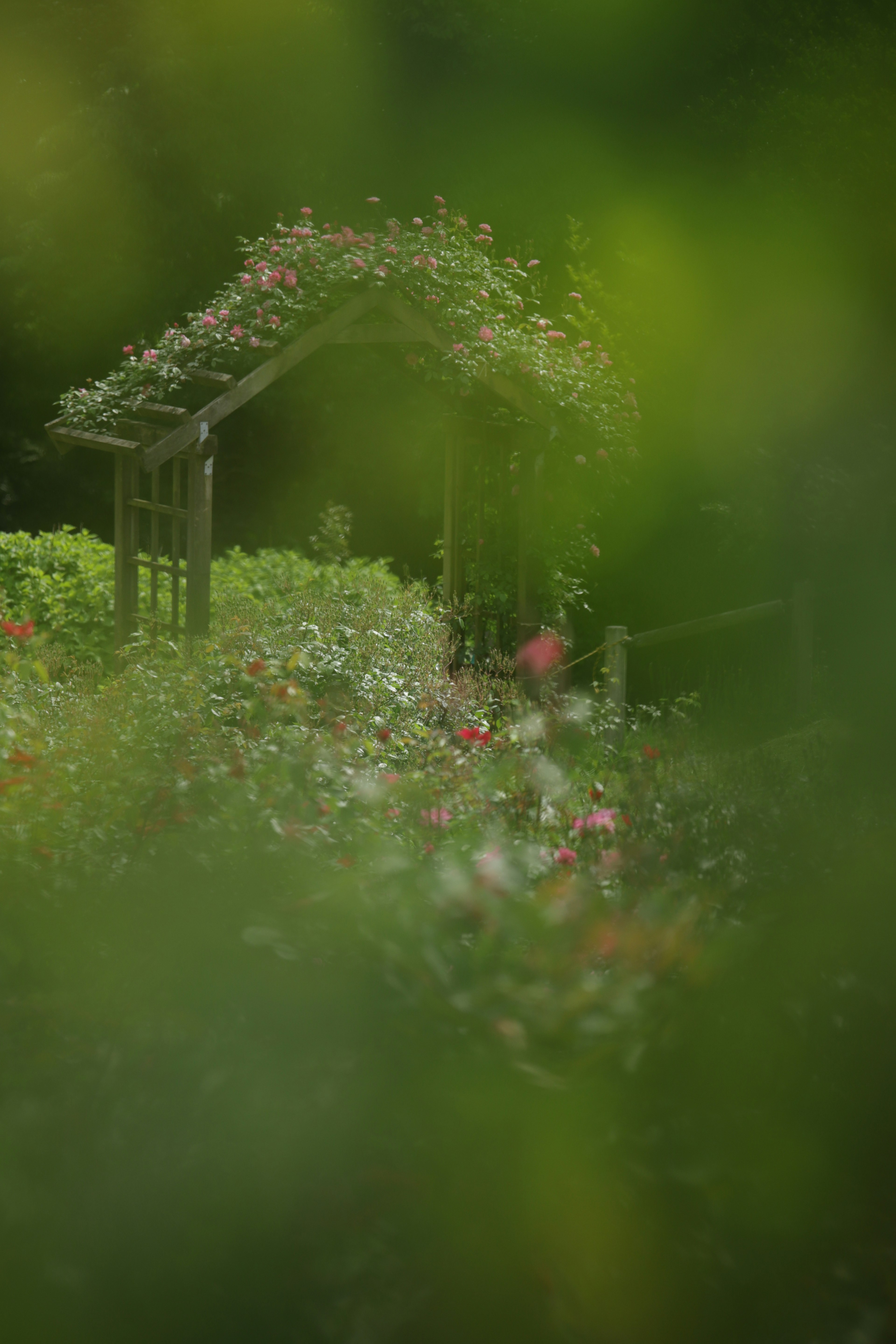 绿色背景下的花卉拱门和色彩斑斓的植物的花园场景