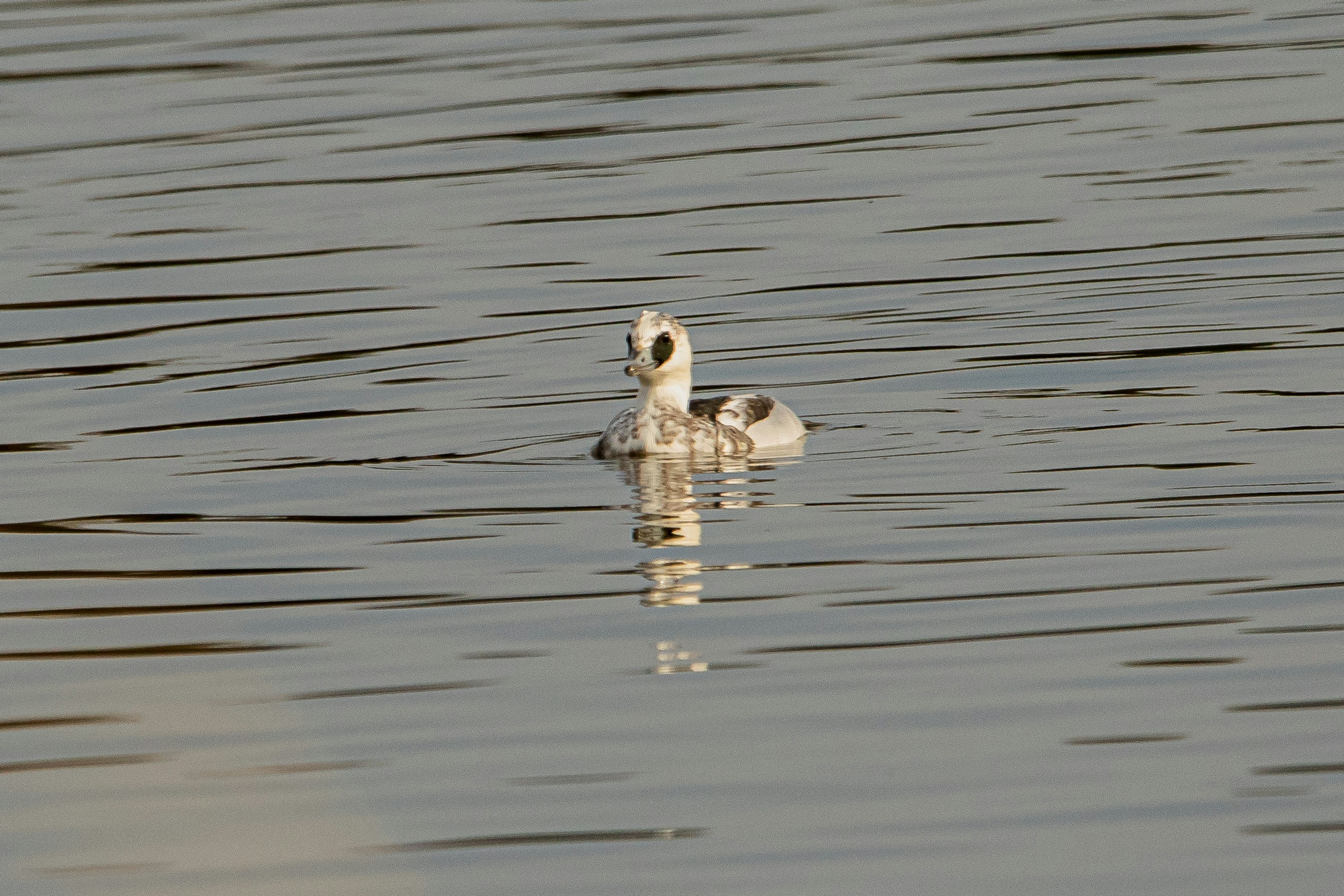 Un oiseau blanc flottant à la surface de l'eau L'oiseau se reflète dans l'eau