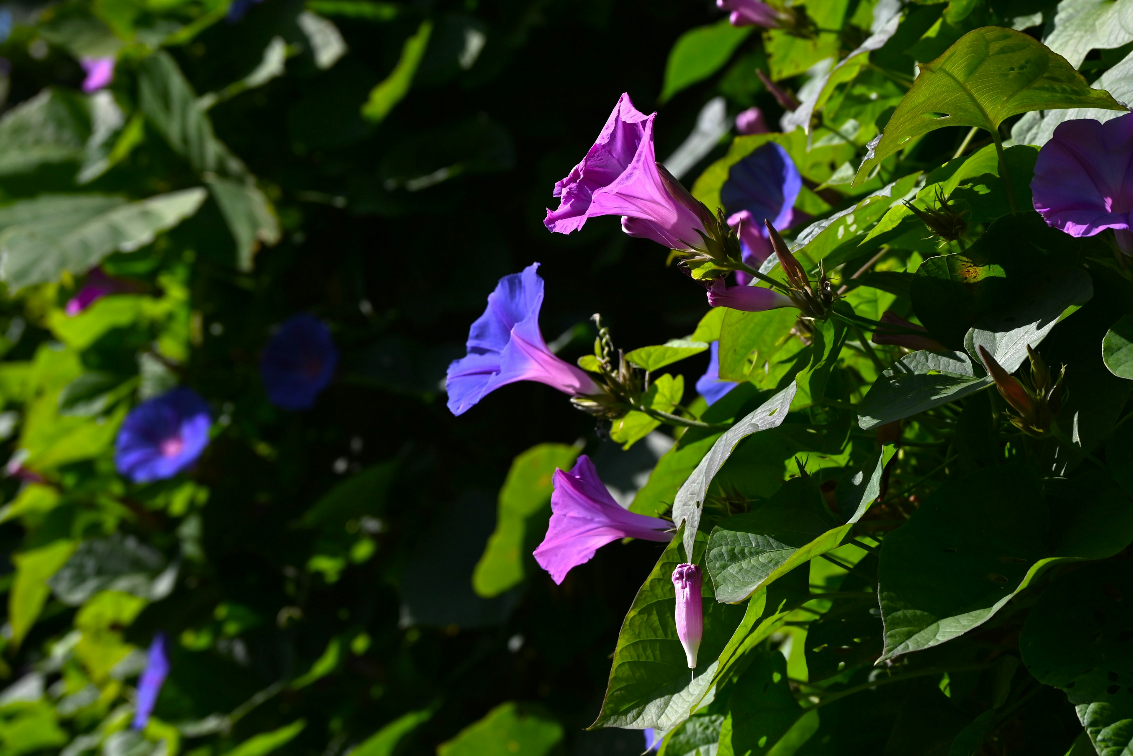 Fleurs violettes vibrantes parmi des feuilles vertes luxuriantes