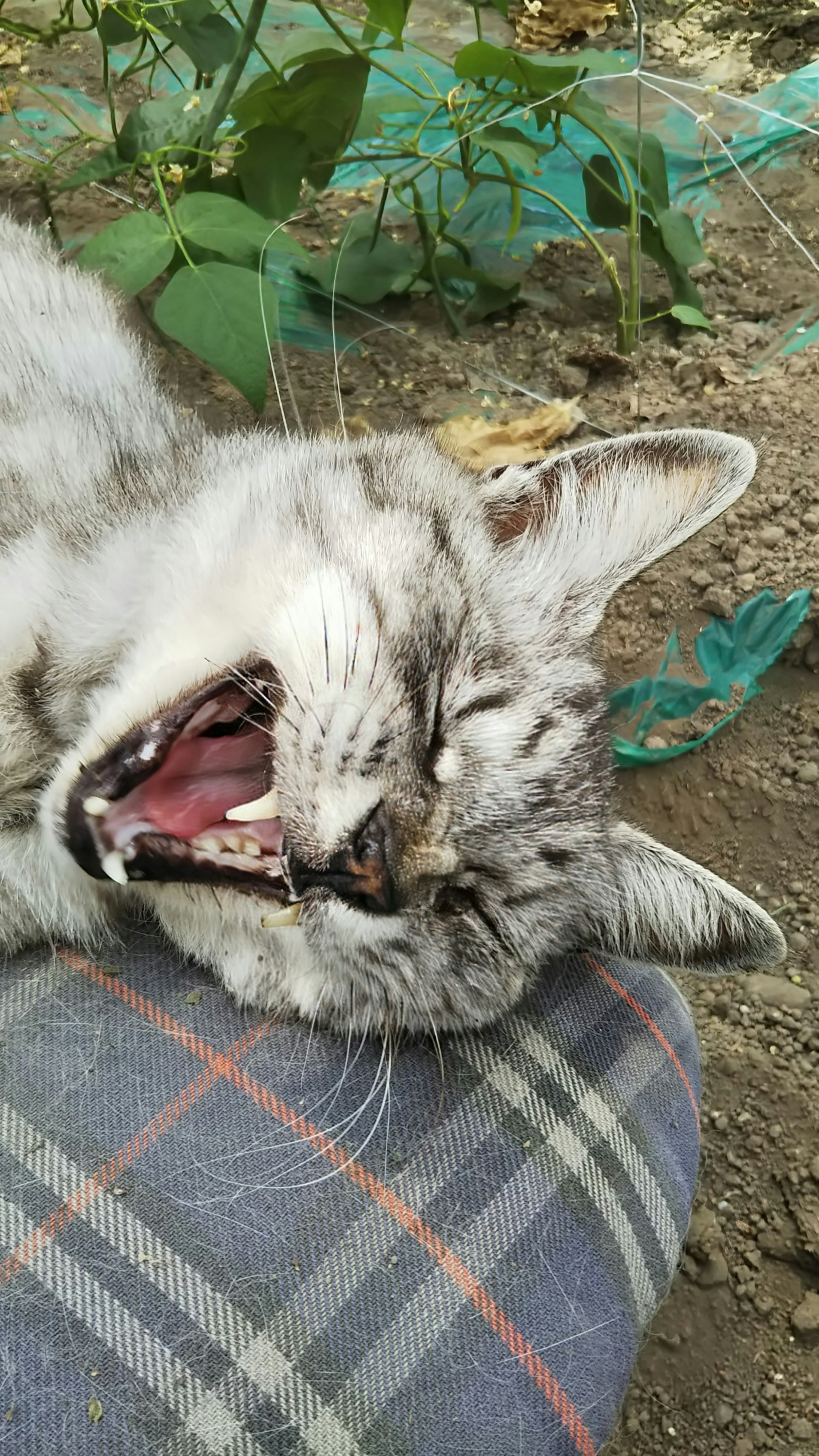 Graue Katze gähnt und liegt auf einem gemusterten Kissen