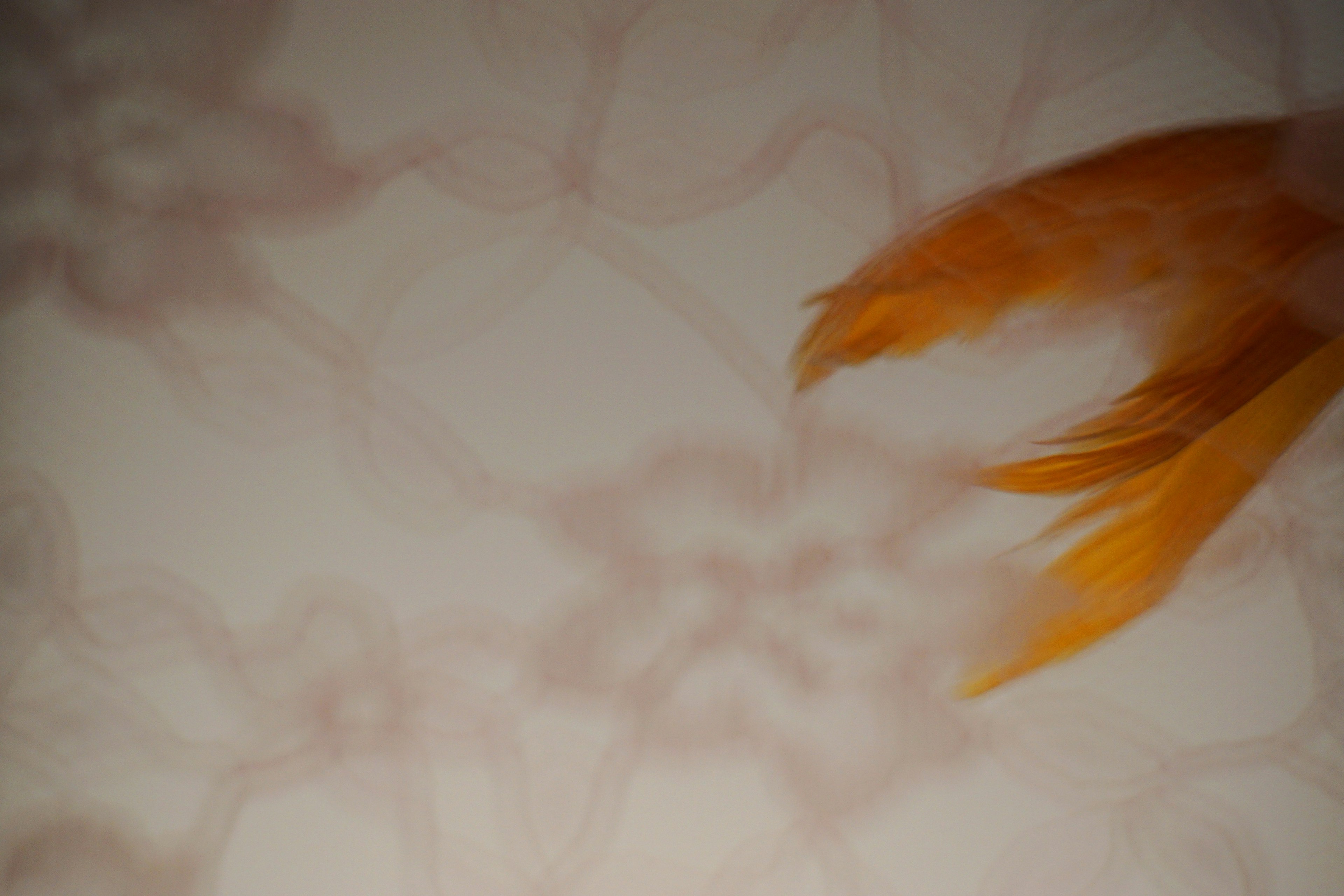 Goldfish tail against a soft background