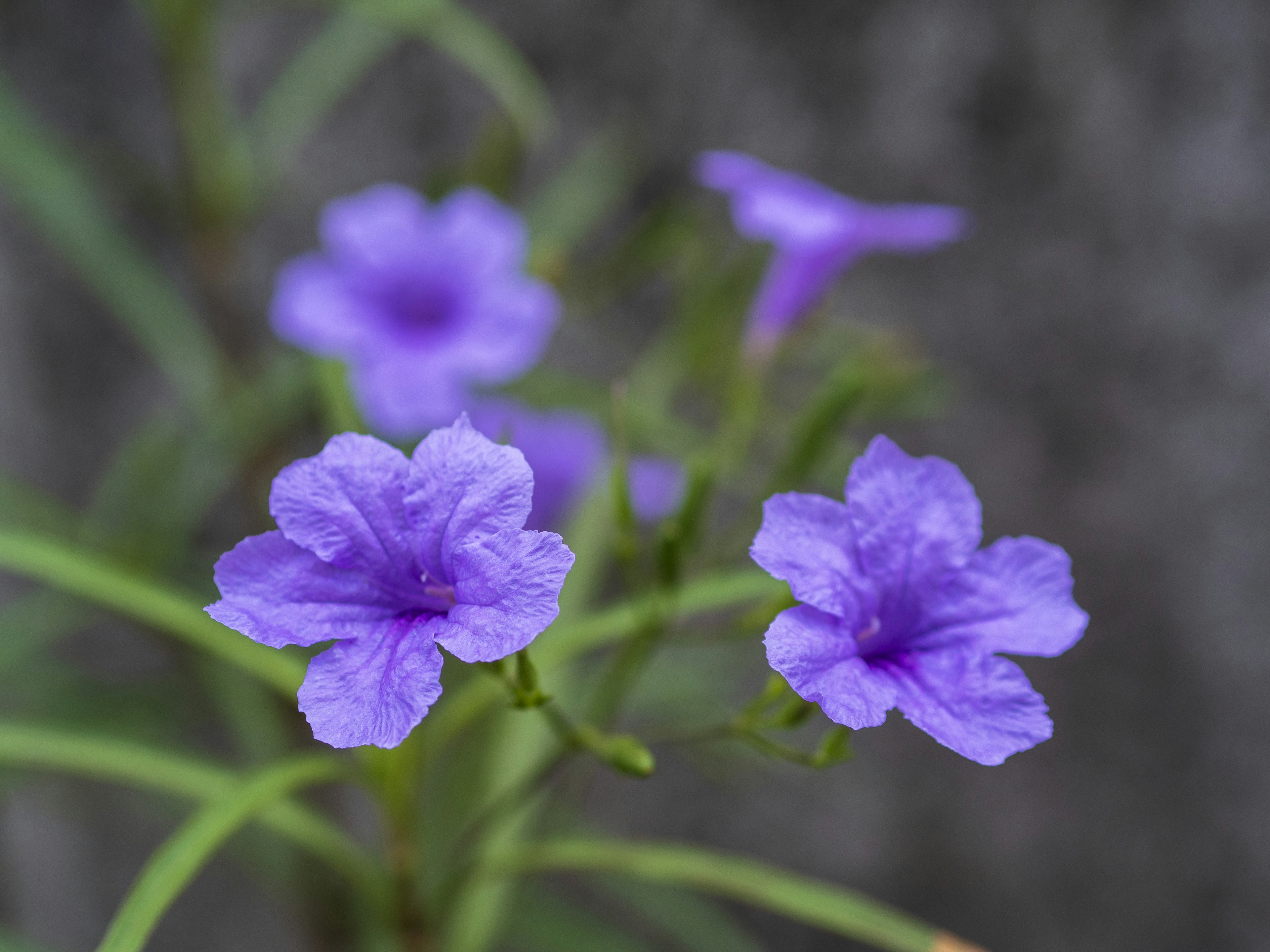 Gros plan de fleurs violettes en fleurs sur une plante