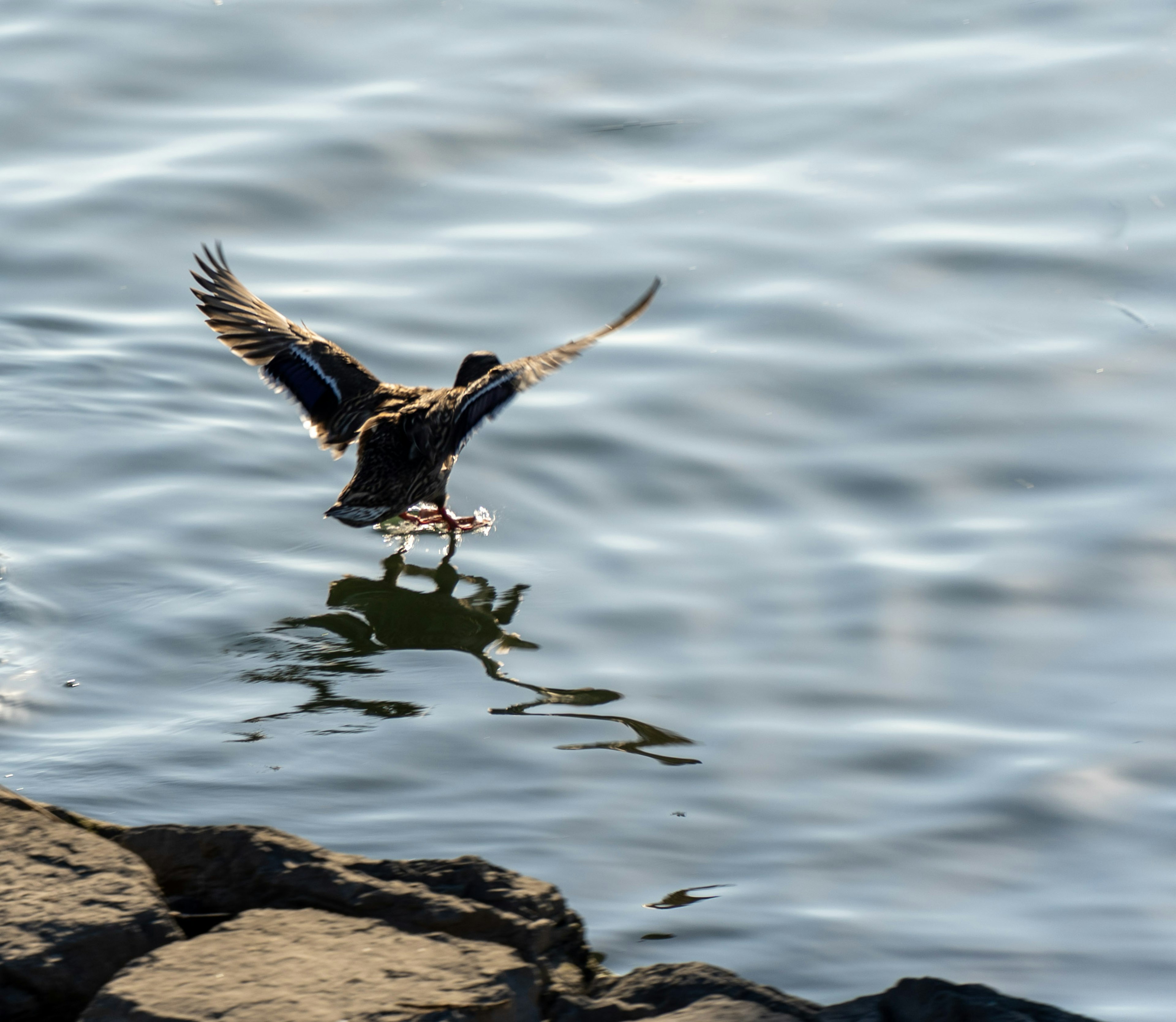 Ente, die von der Wasseroberfläche mit felsigem Ufer abhebt