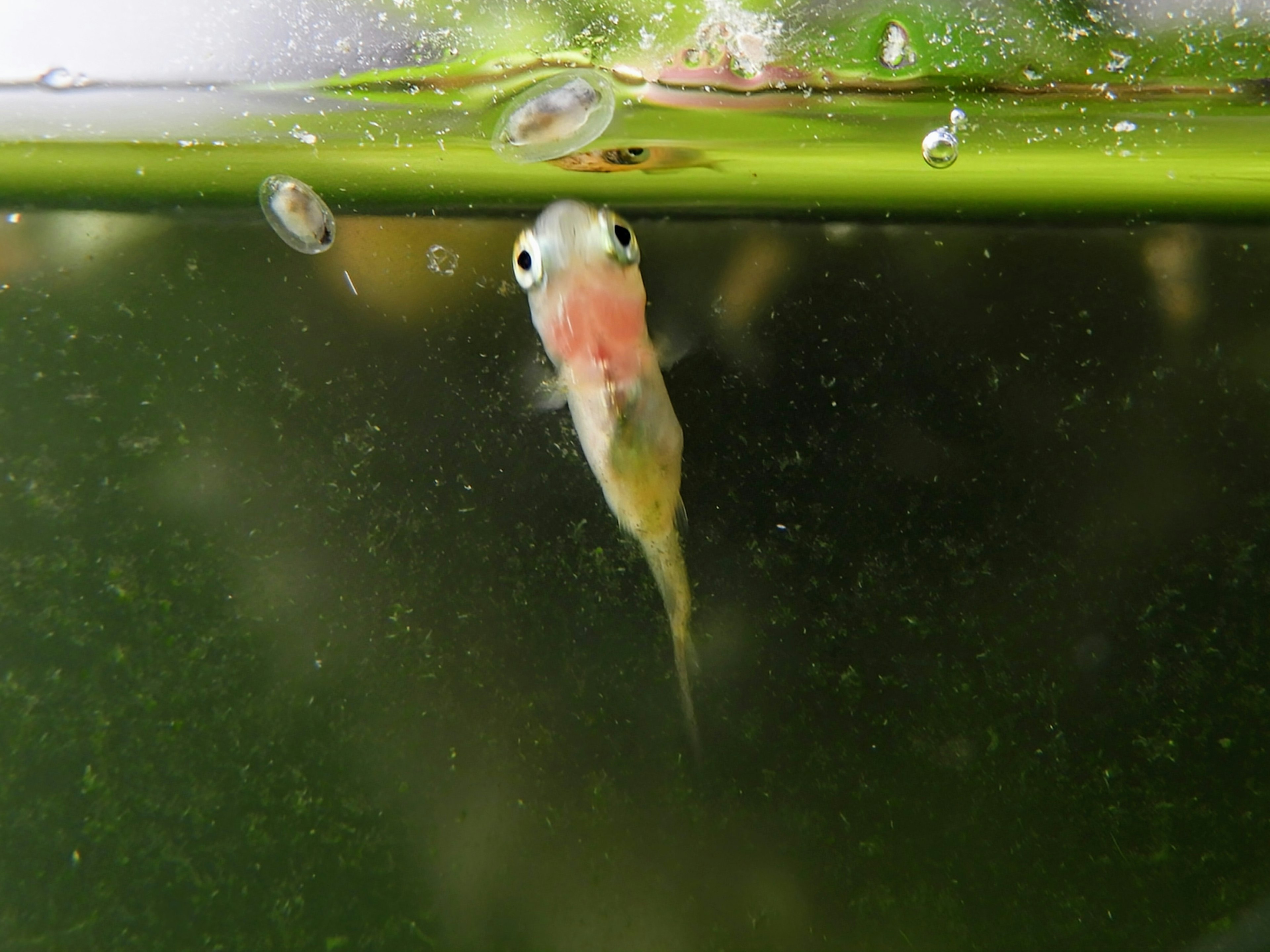 Larva de pez pequeña flotando en el agua con plantas acuáticas y burbujas visibles