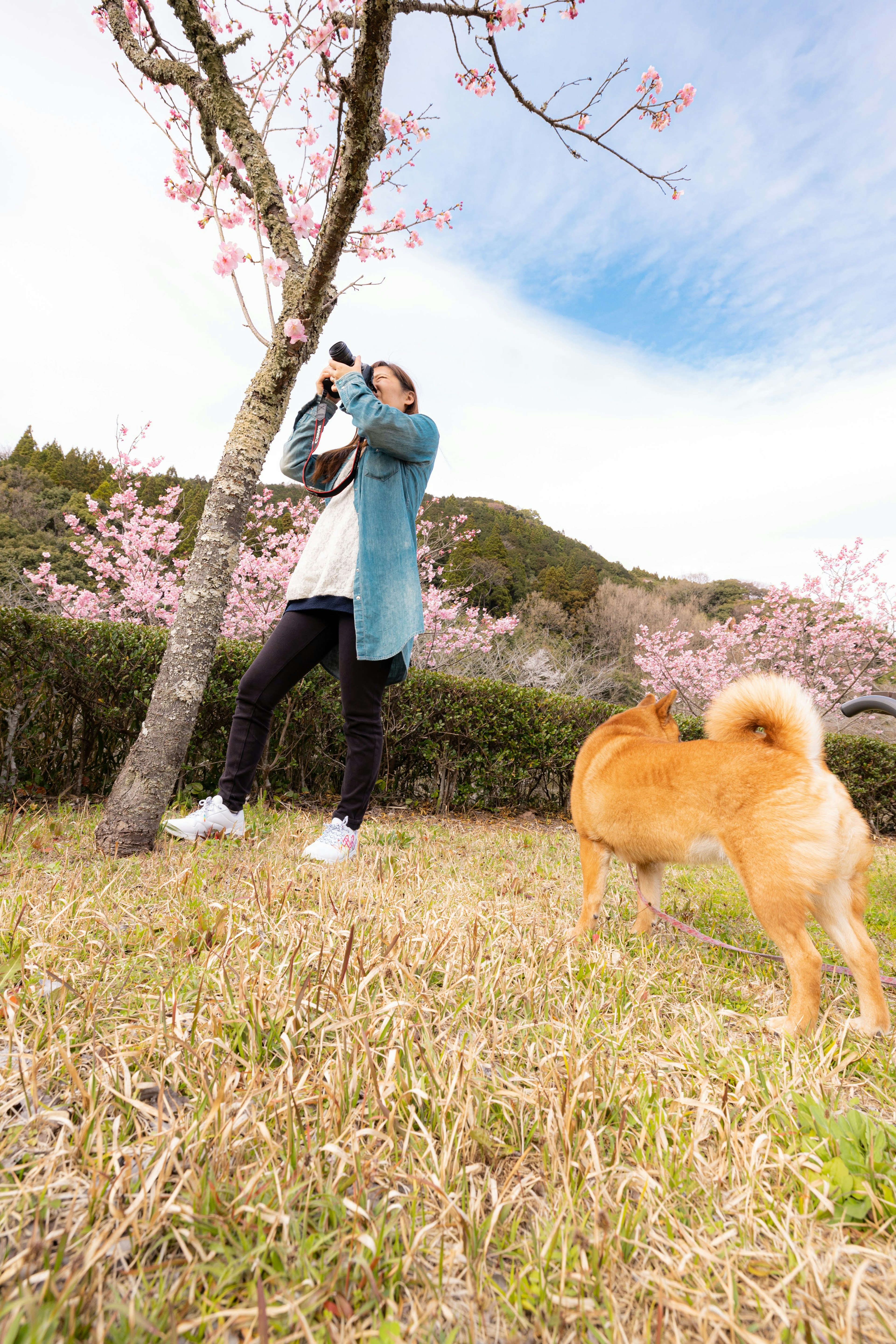 체리 블라썸 나무 옆에서 사진을 찍는 여성과 그 근처에 있는 개