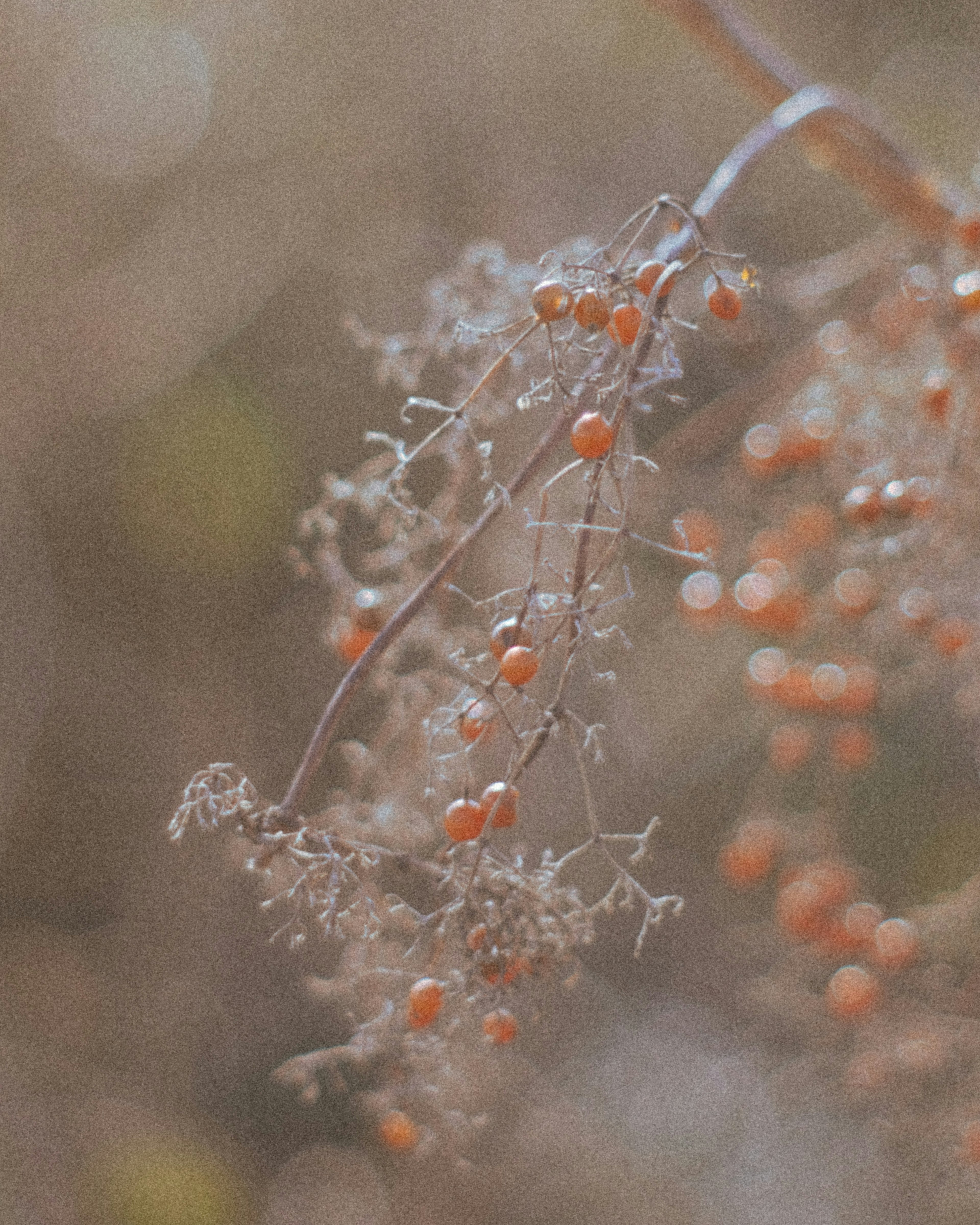 Close-up of a plant branch with orange berries