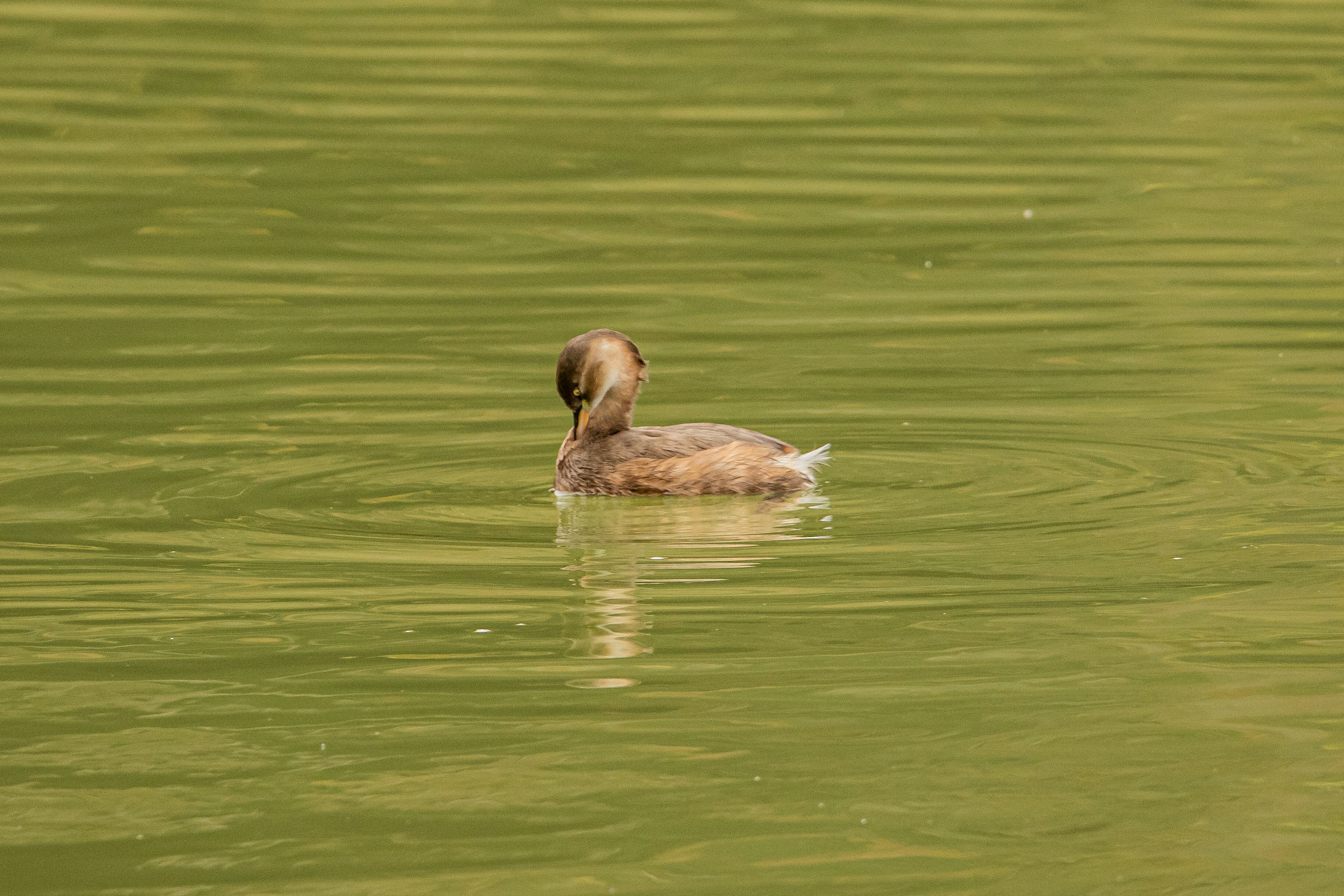 Small brown duckling floating on the water surface