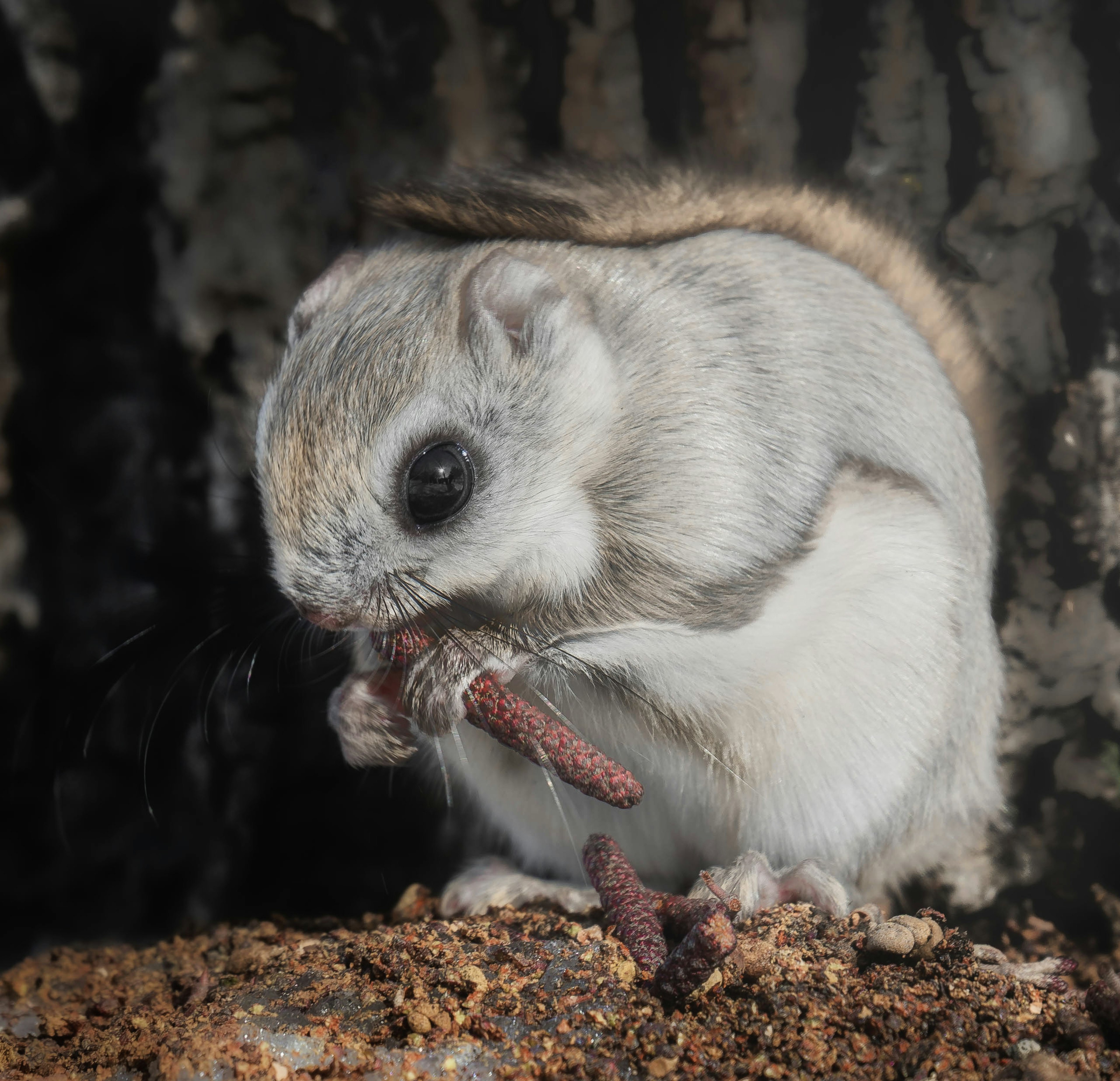 灰色のリスが木の上で食べ物を持っている