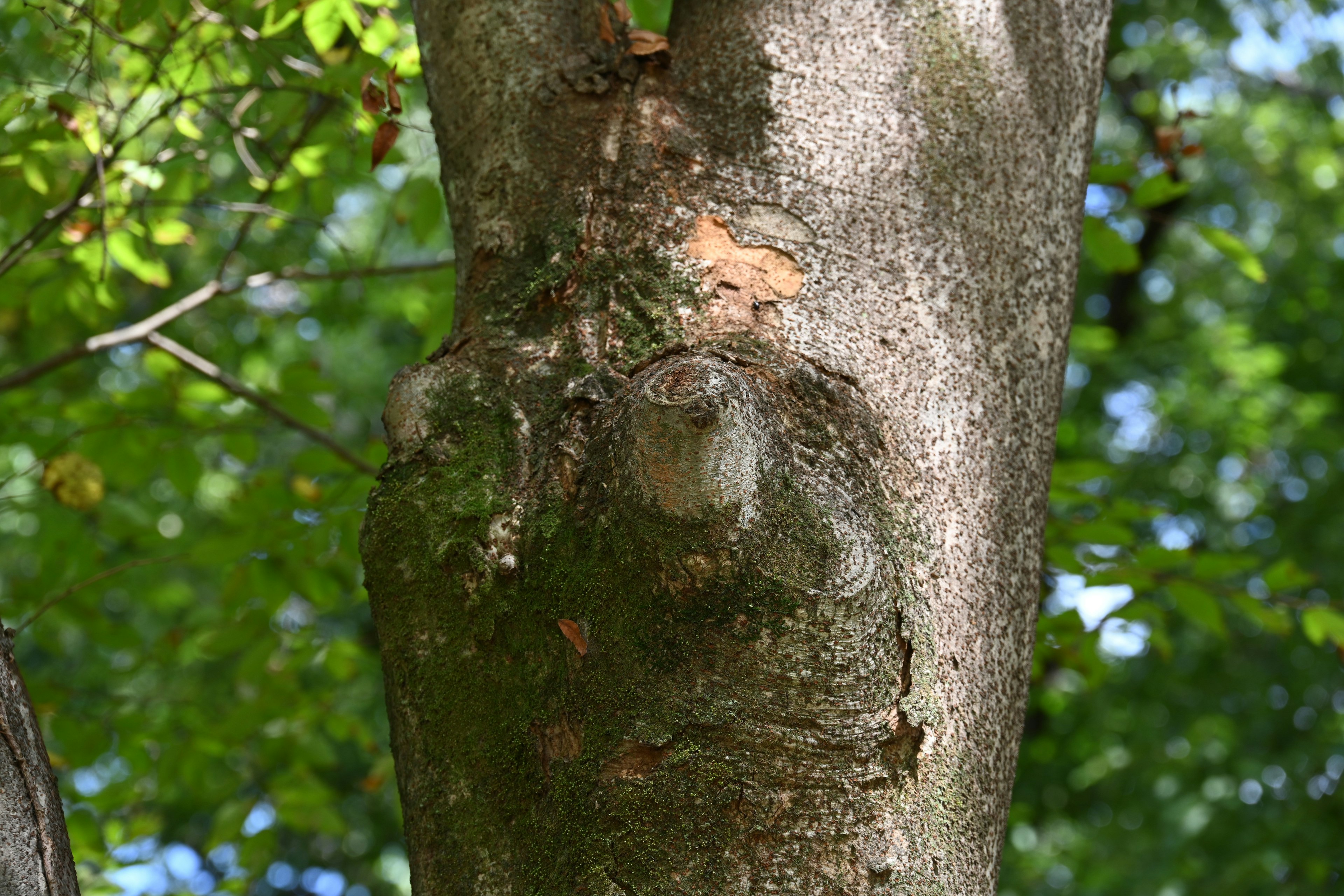 Tree trunk with a face-like pattern against a green background