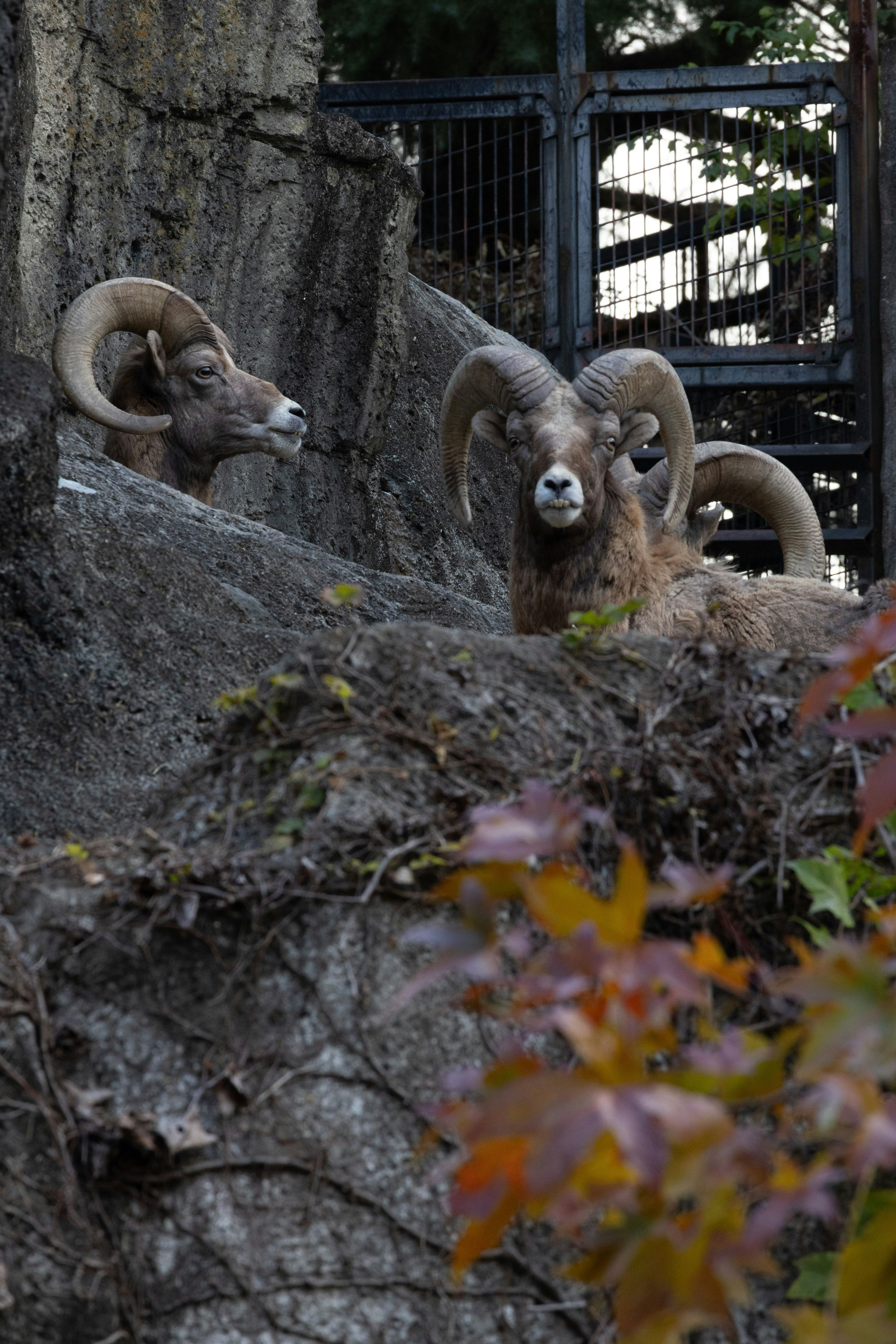 Deux moutons à grandes cornes sur un rocher entouré de feuillage d'automne