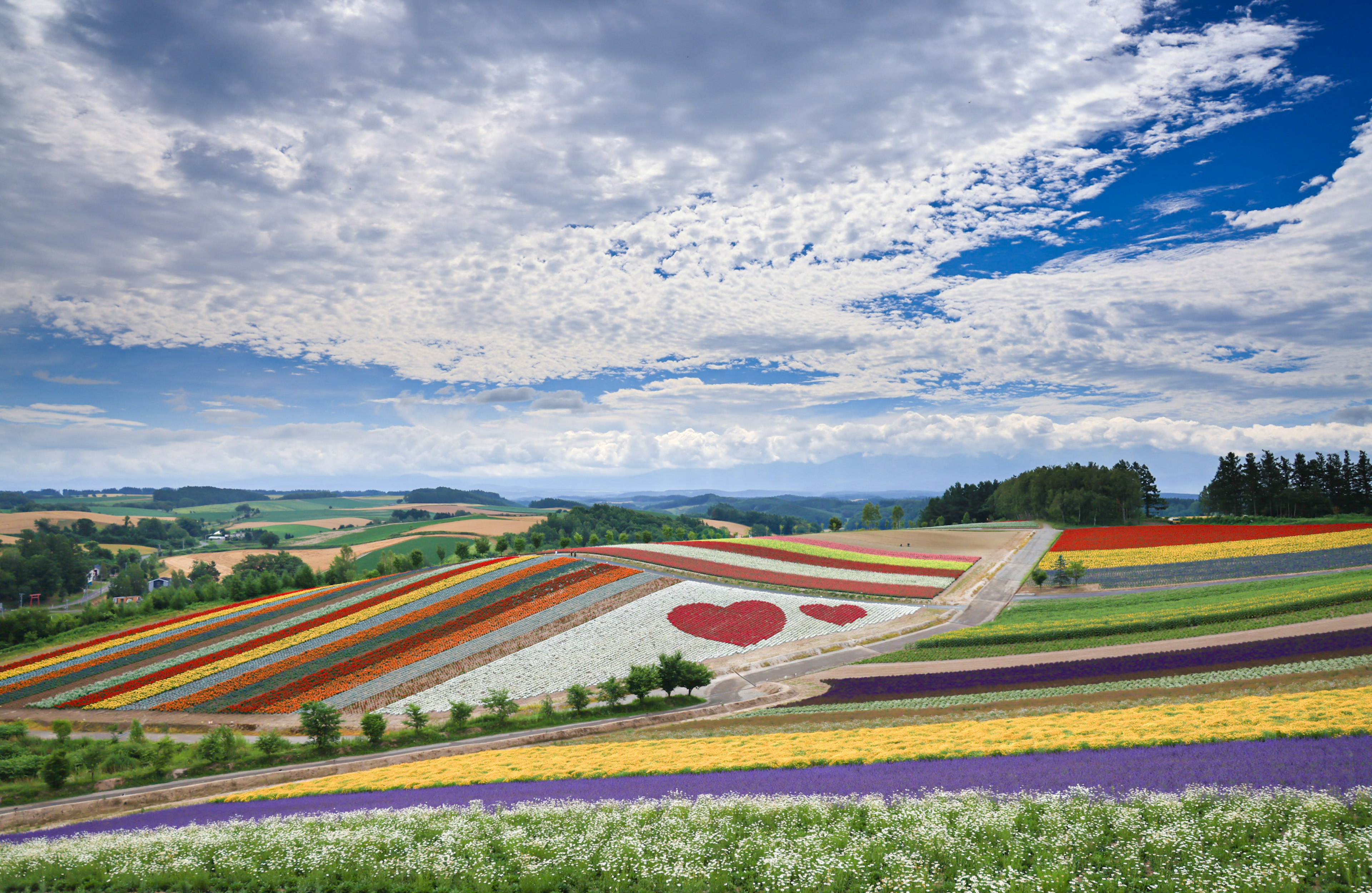 Colorful flower fields with a heart shape design