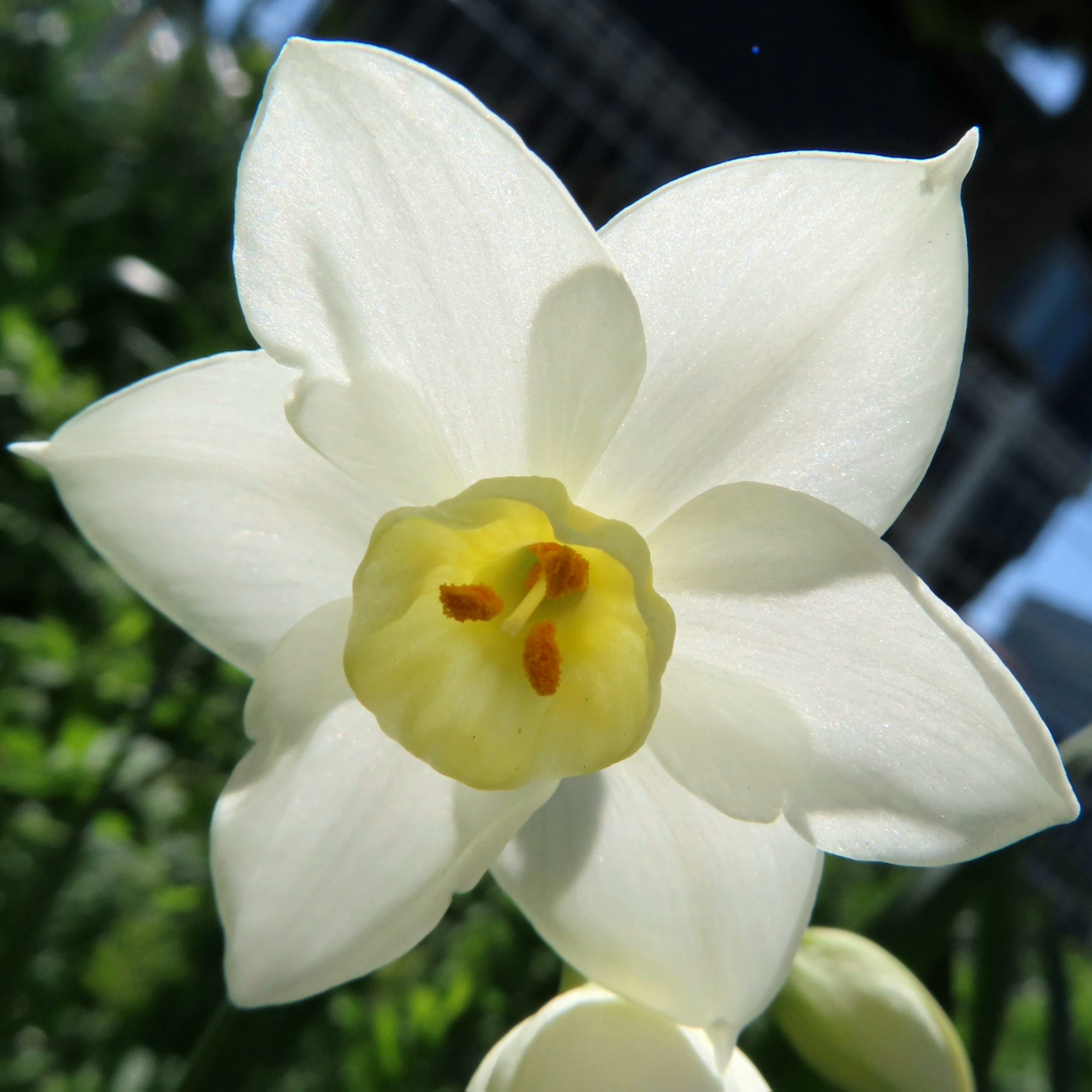 Close-up bunga daffodil putih dengan pusat kuning dan benang sari oranye