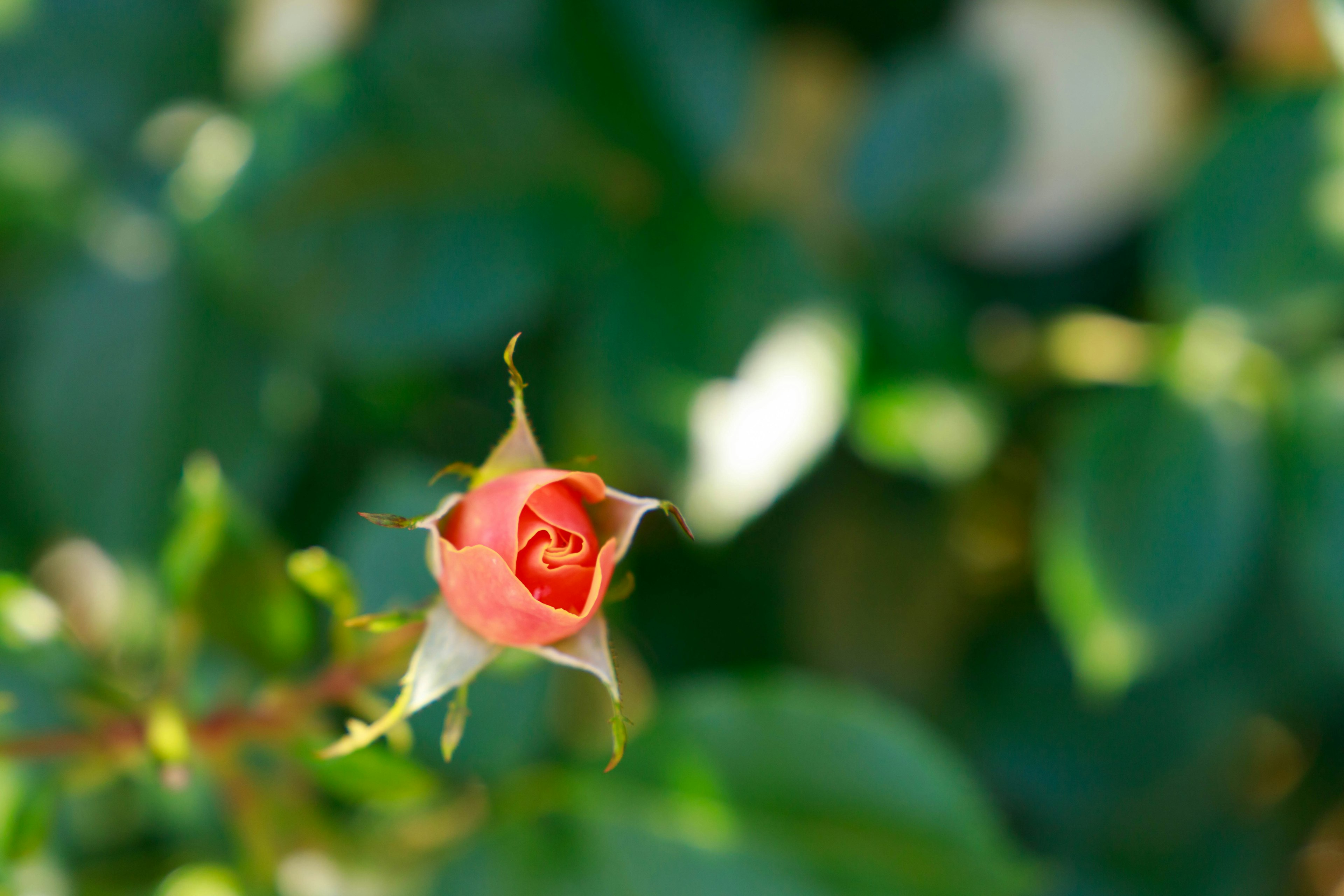 Un bocciolo di rosa rossa circondato da foglie verdi