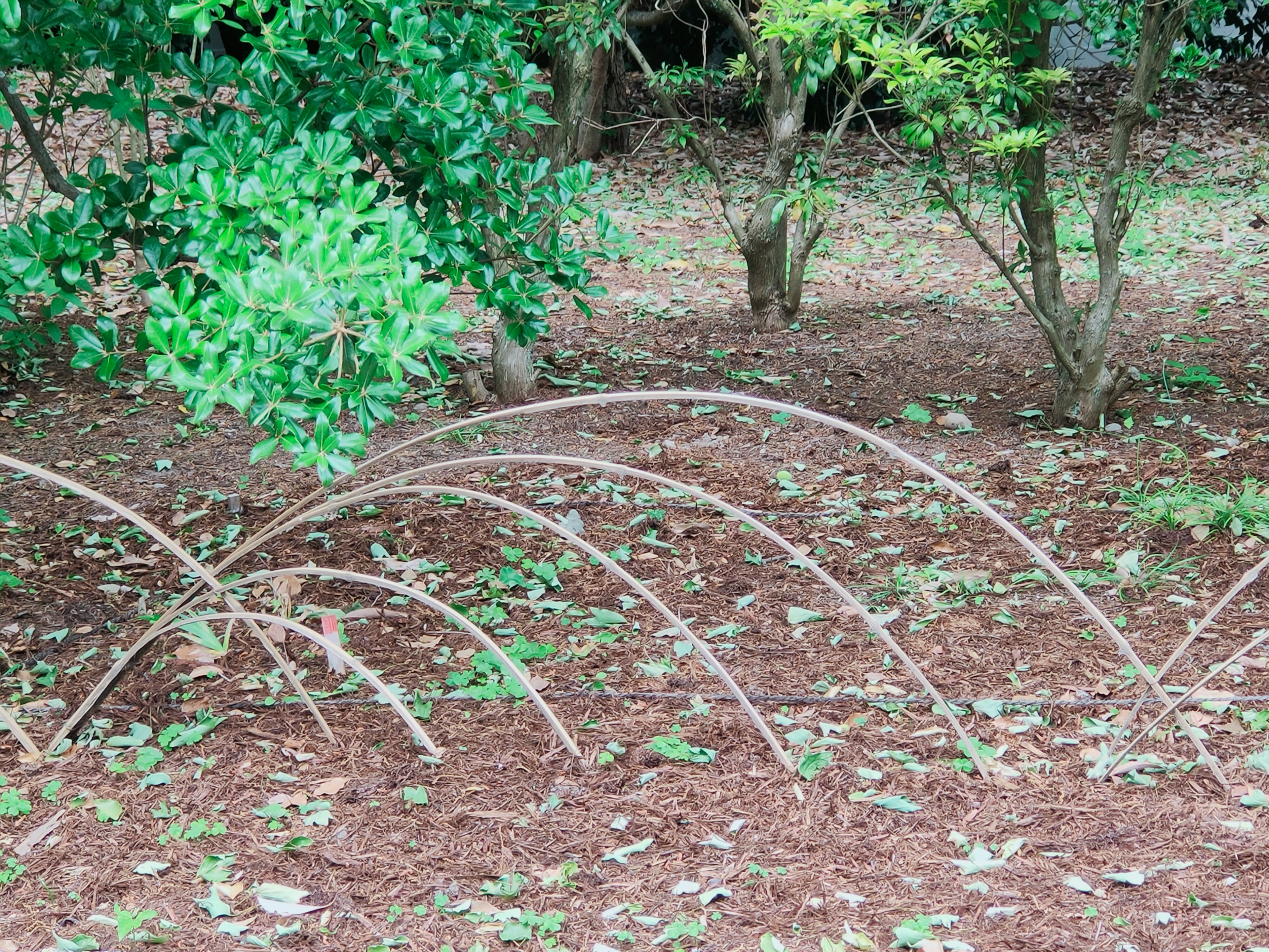 Arch-shaped metal structures in a garden with green trees