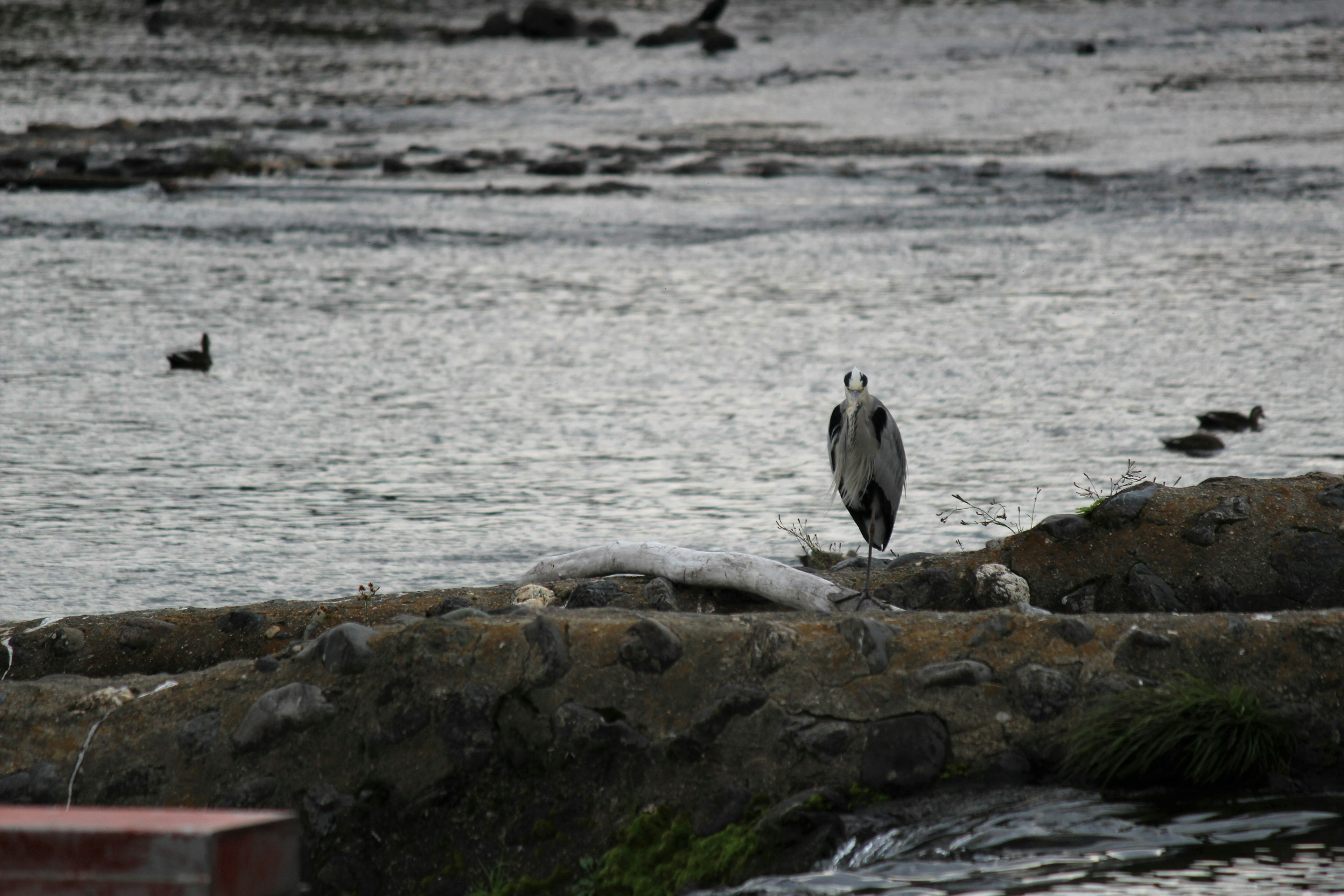 A bird standing near the water with surrounding waterfowl