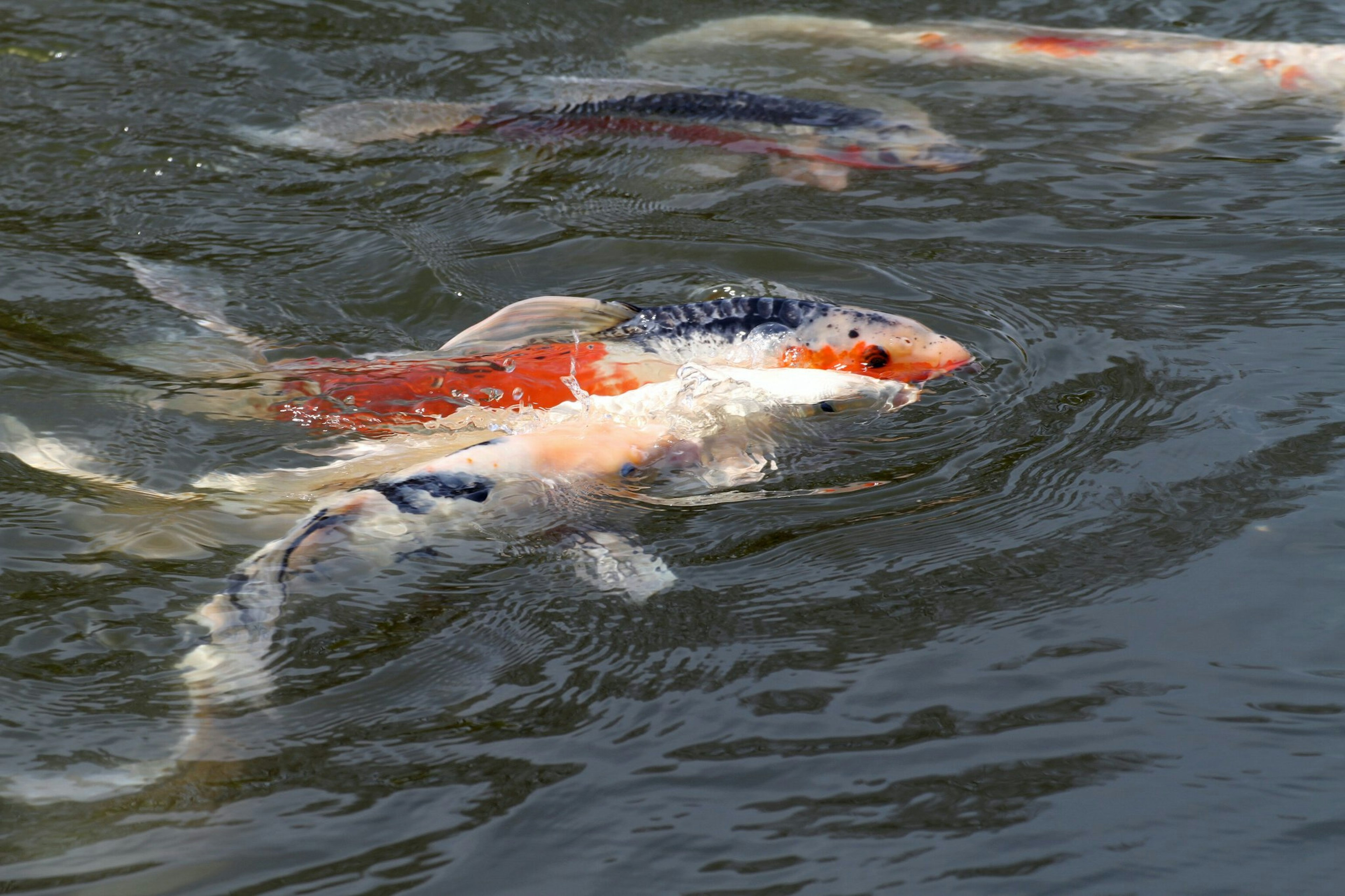 Eine Gruppe bunter Karpfen schwimmt an der Wasseroberfläche