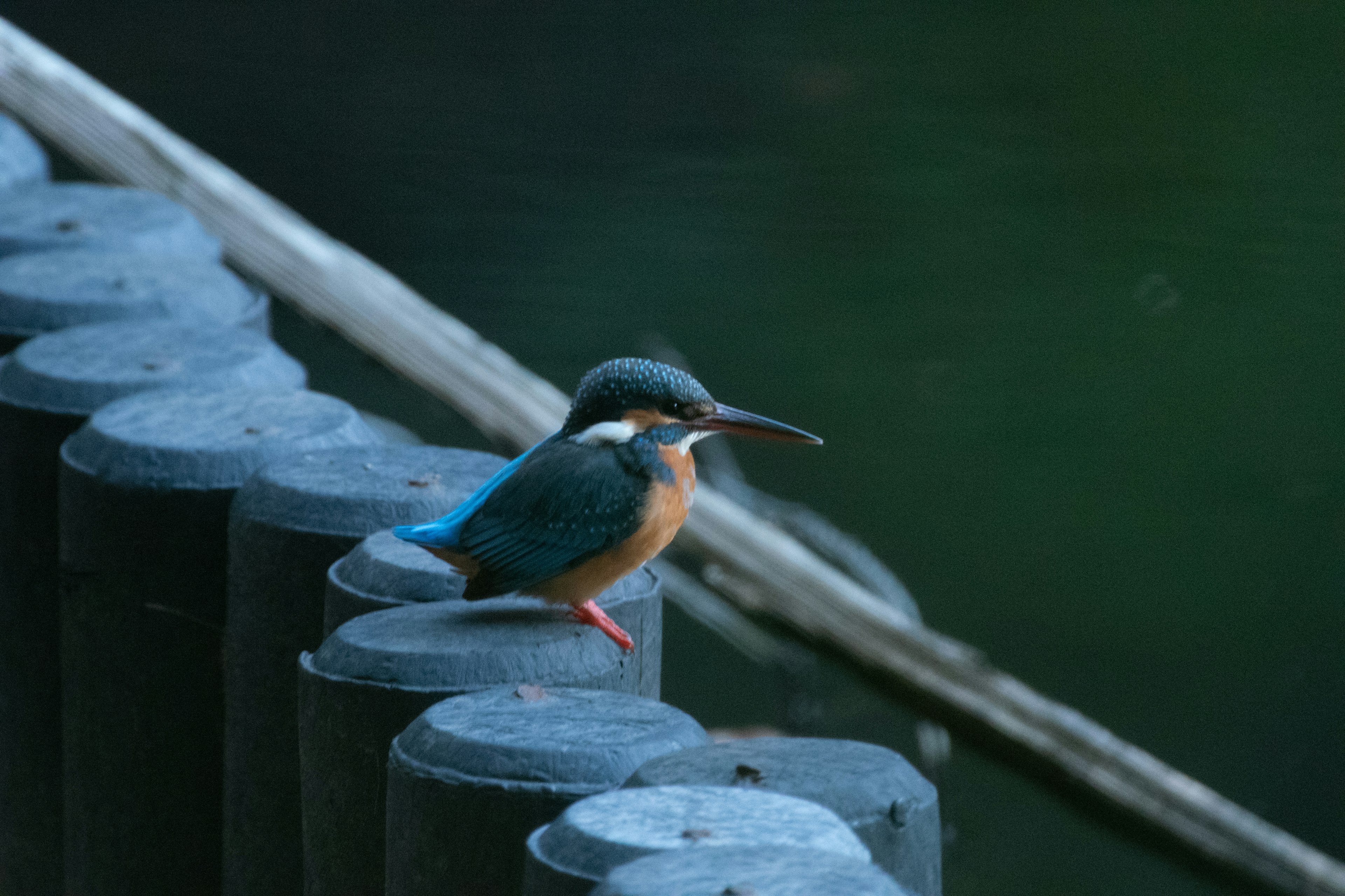 Un magnifique martin-pêcheur perché sur un poteau en bois près de l'eau