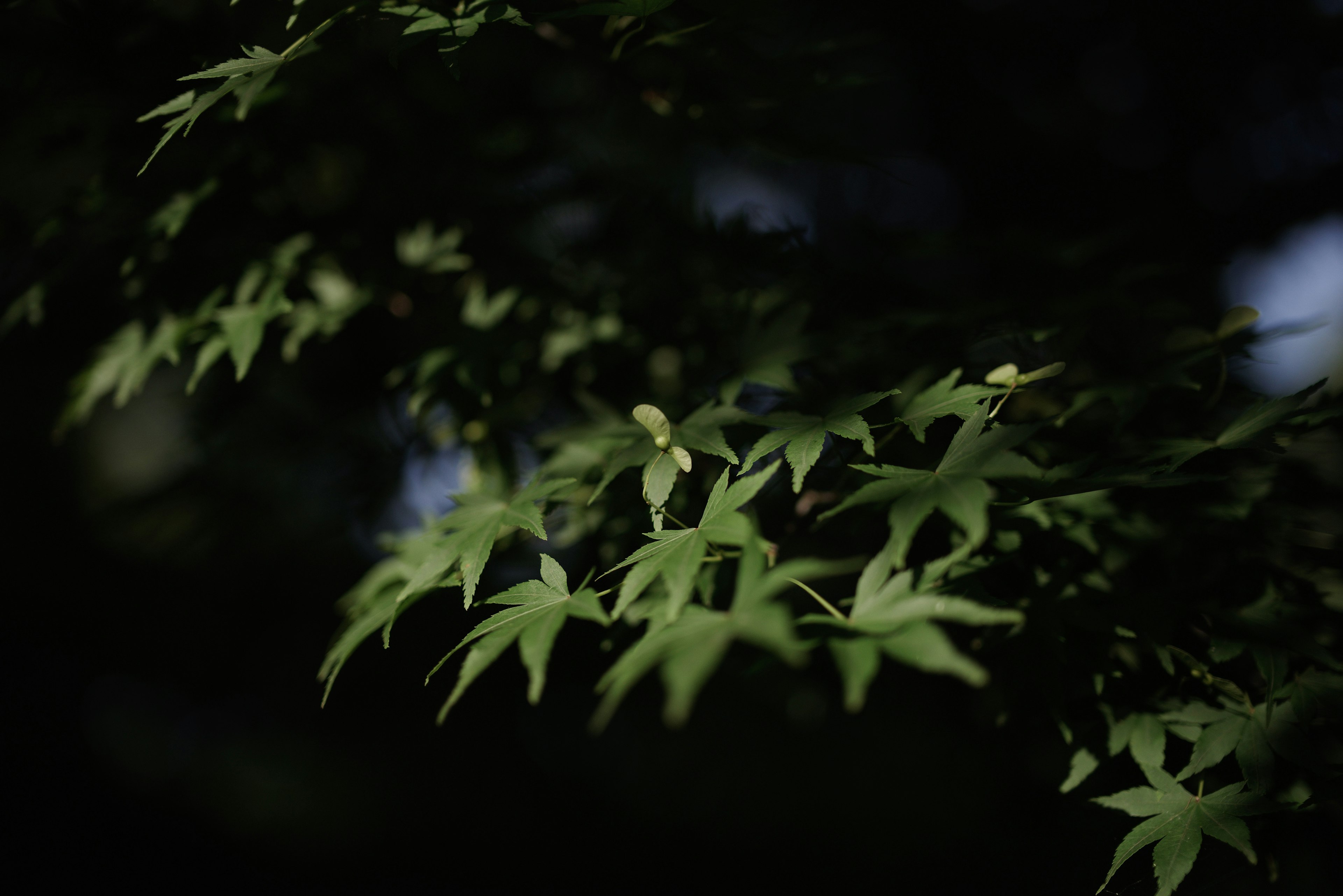 Close-up of green leaves against a dark background