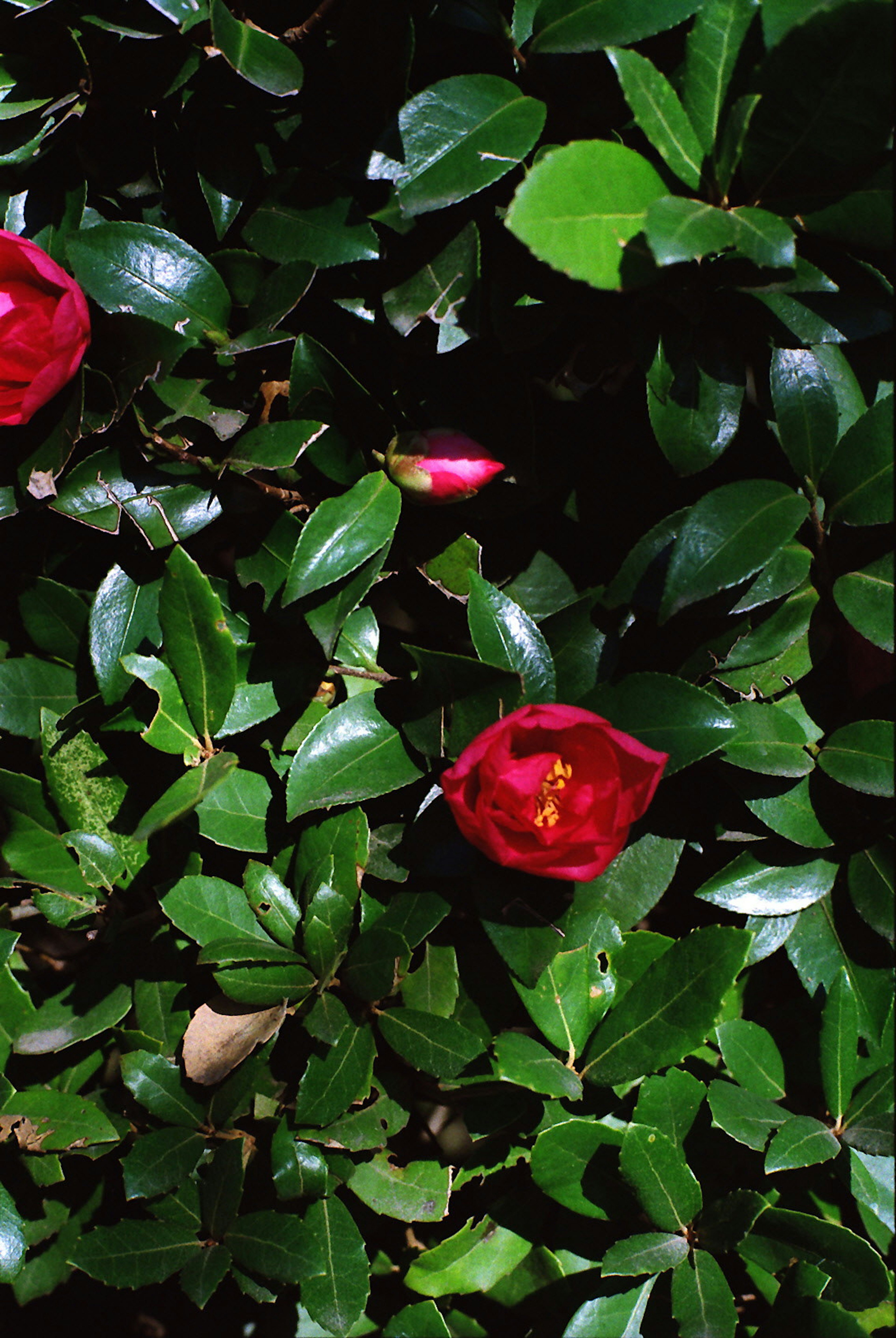 Fleurs rouges épanouies parmi des feuilles vertes luxuriantes