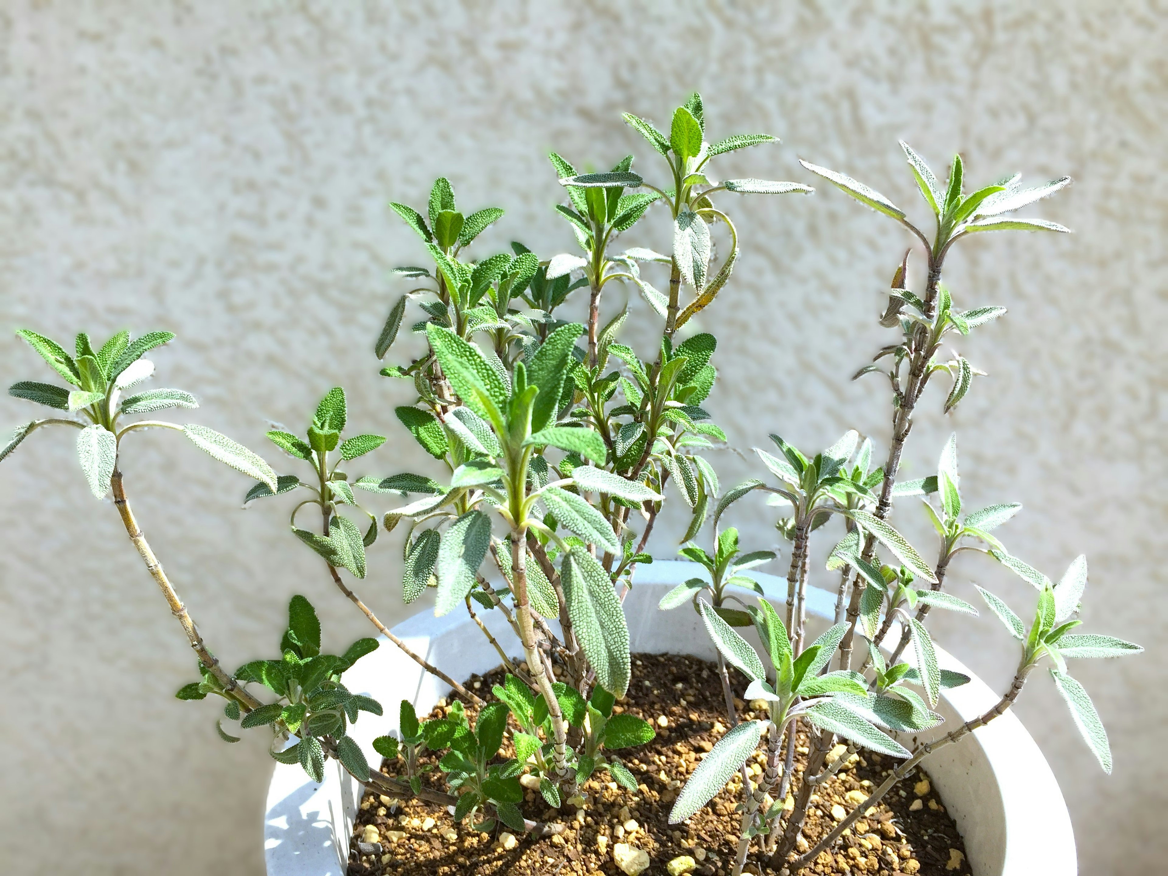 Pianta di erbe in vaso che prospera alla luce del sole