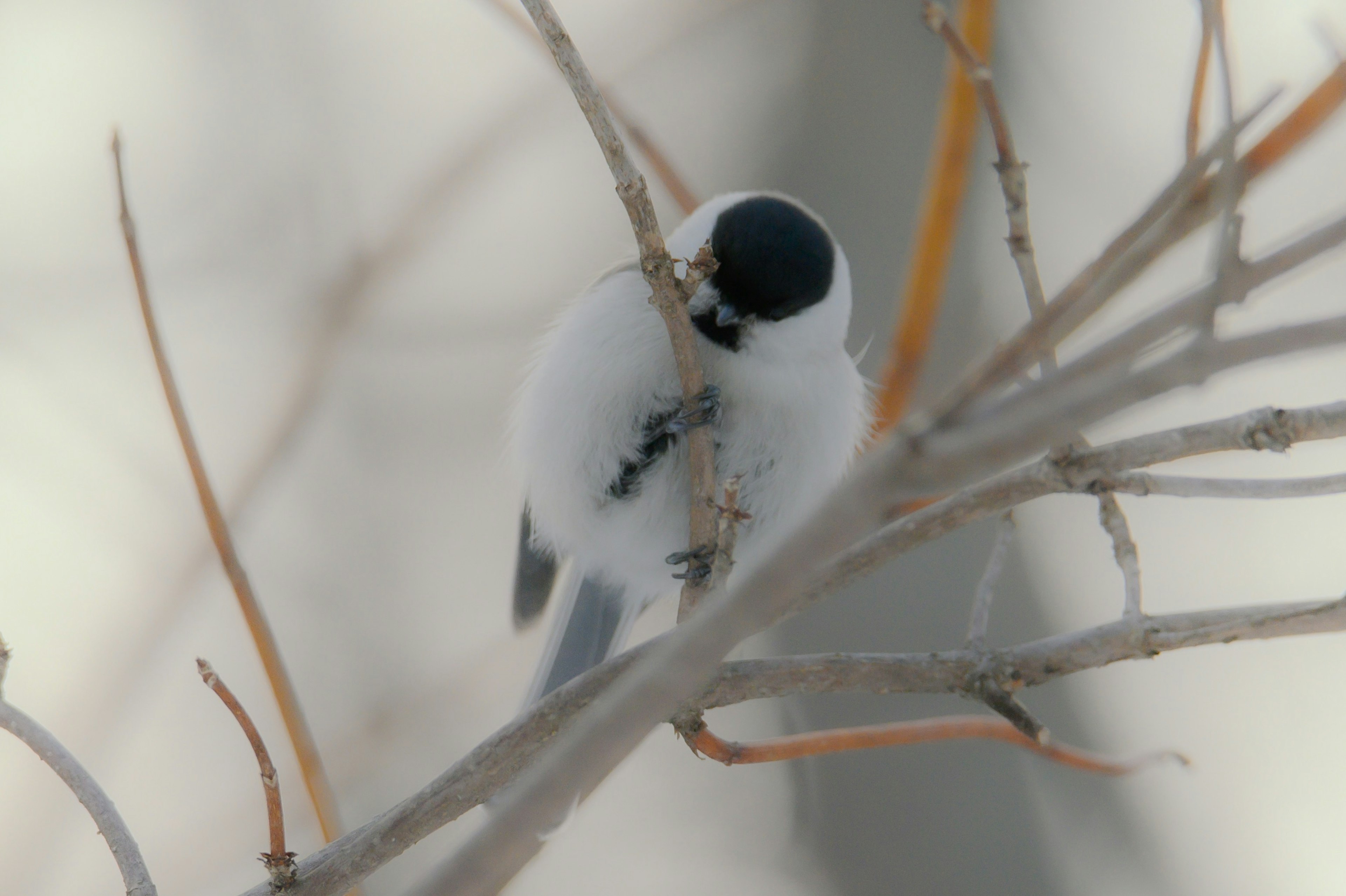 A small white bird perched on a branch featuring a black head and white body