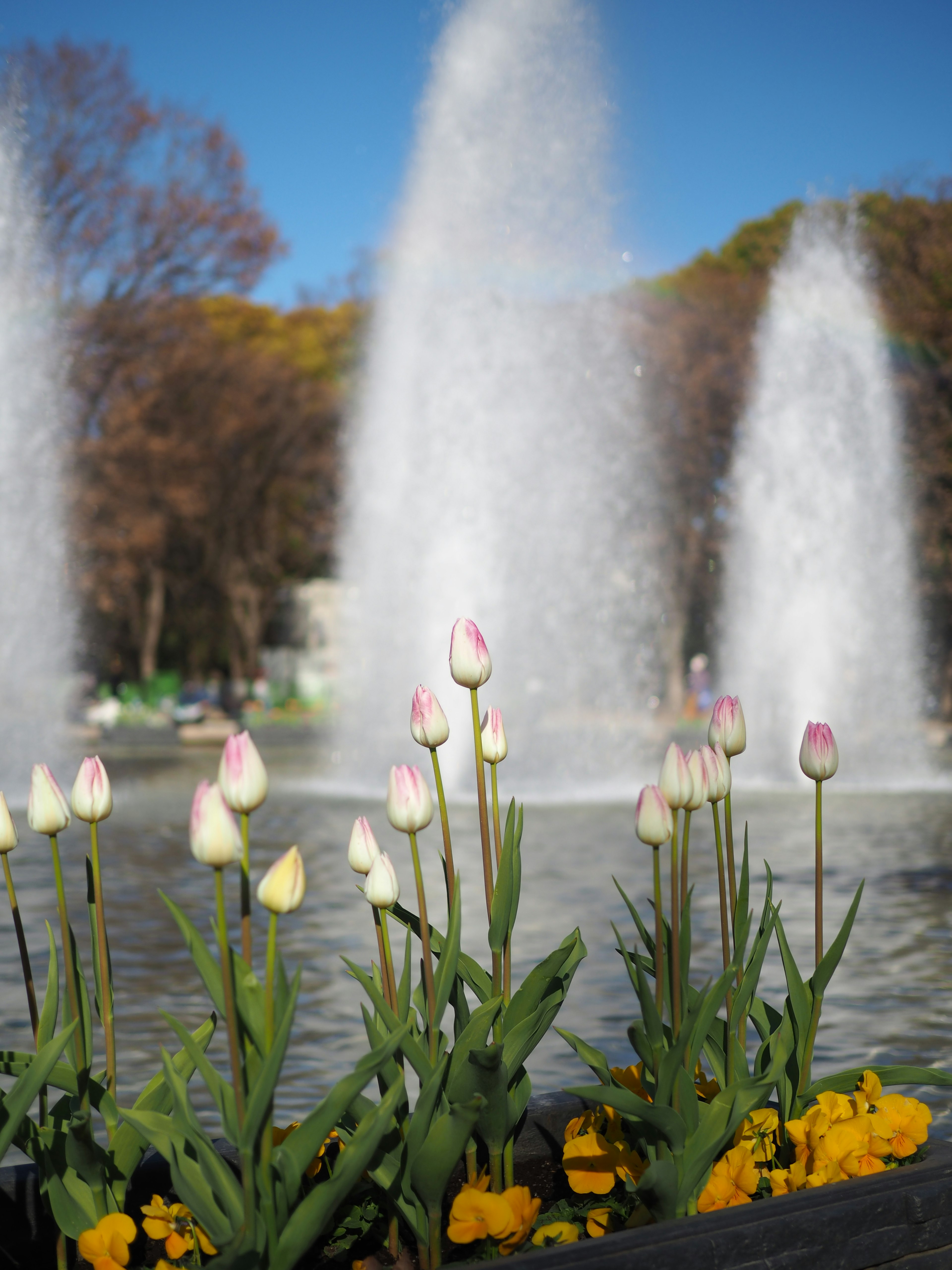 美しいチューリップが咲いている公園の噴水の前景