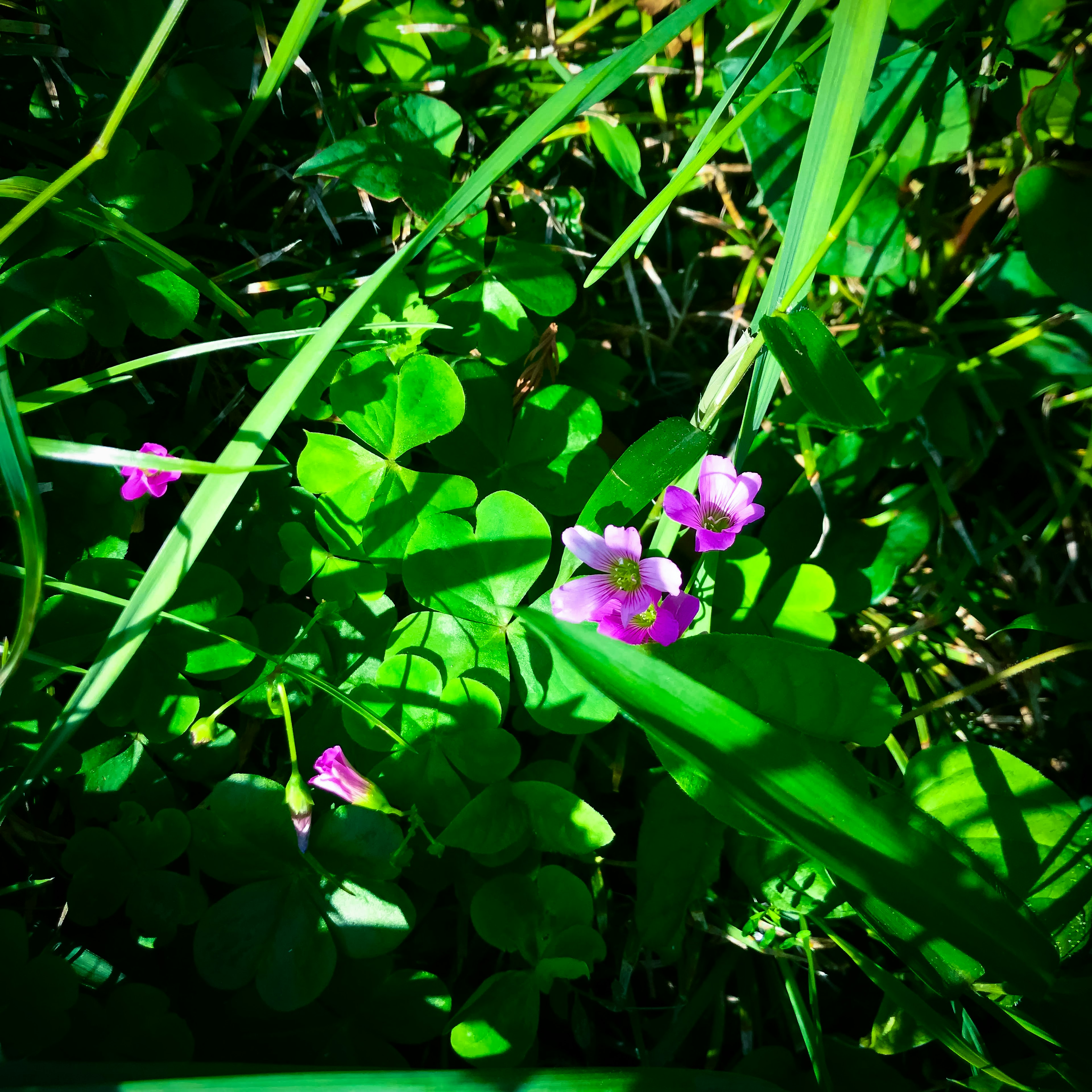 Kleine lila Blumen im üppigen grünen Gras und Blättern