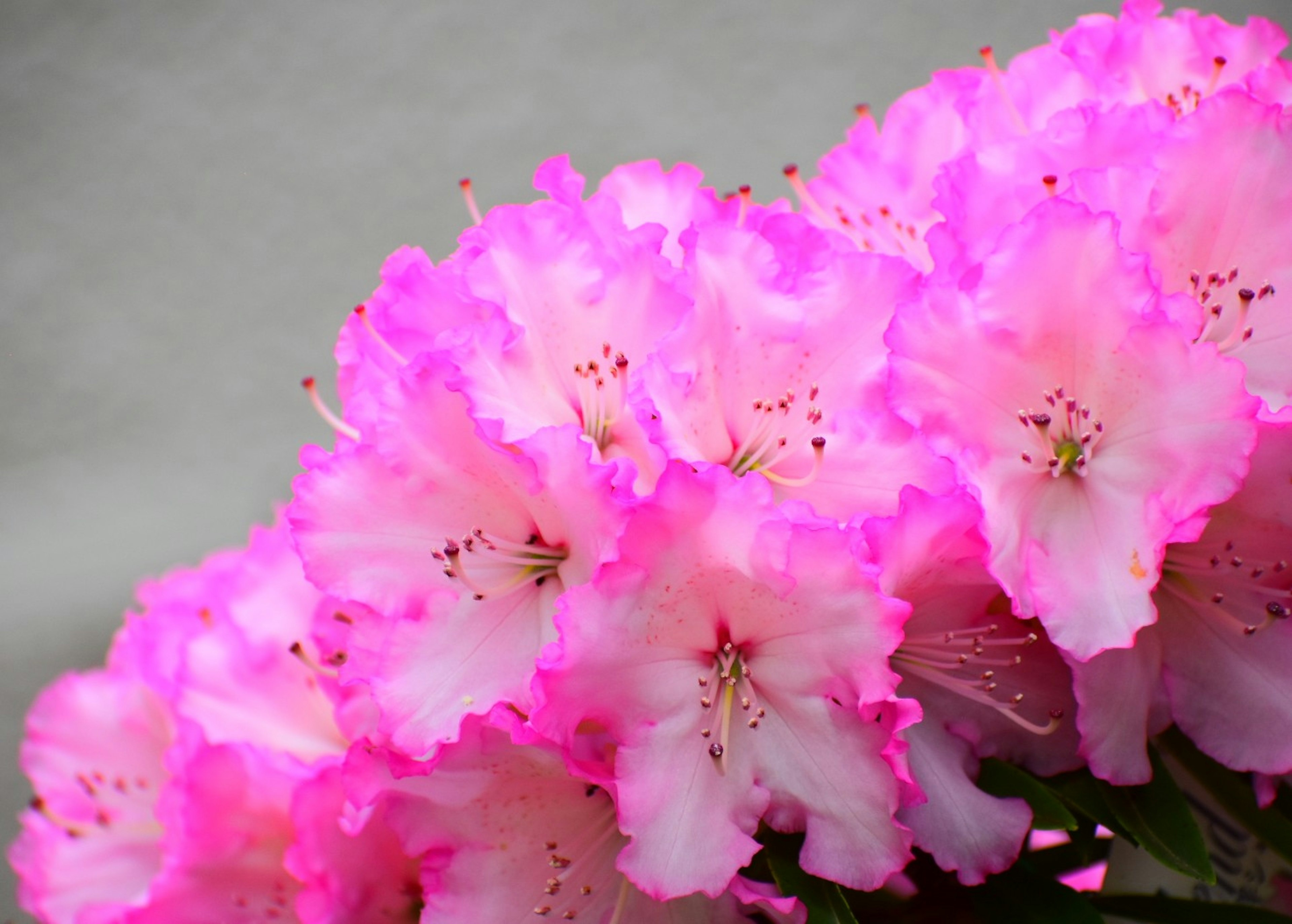 Vibrant pink azalea flowers clustered together