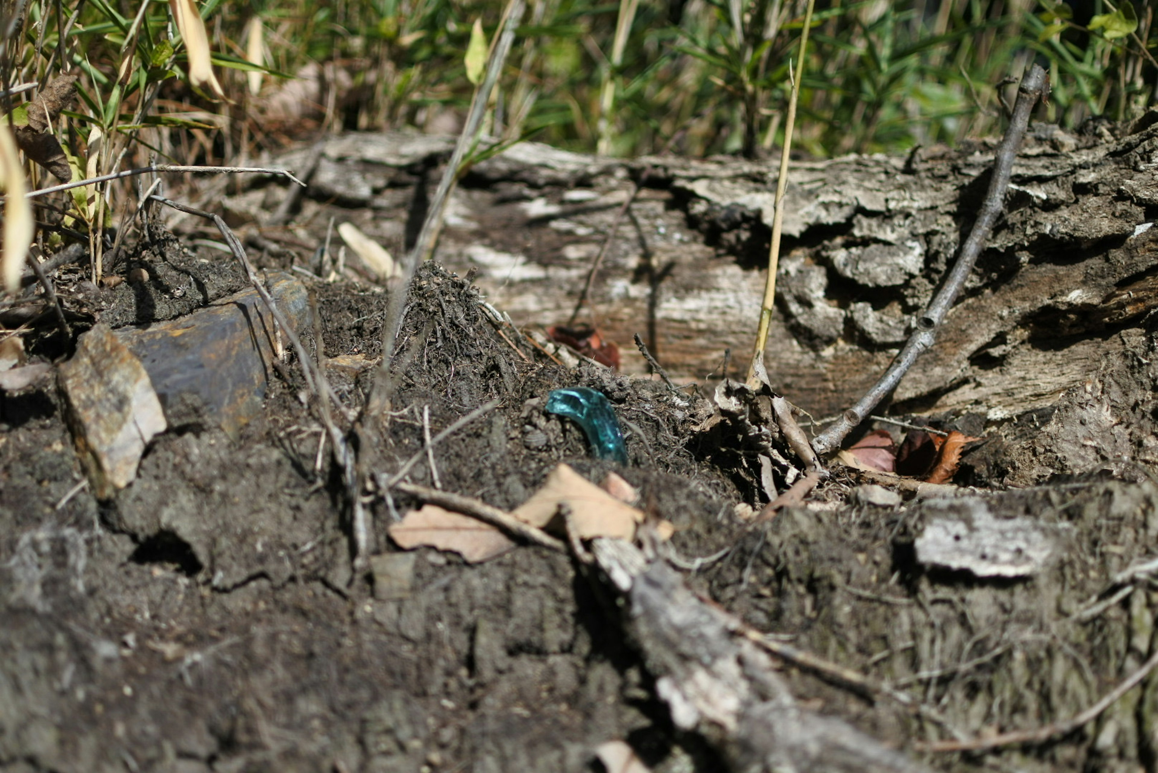 Un insetto blu sul terreno circondato da rami e foglie in un ambiente naturale