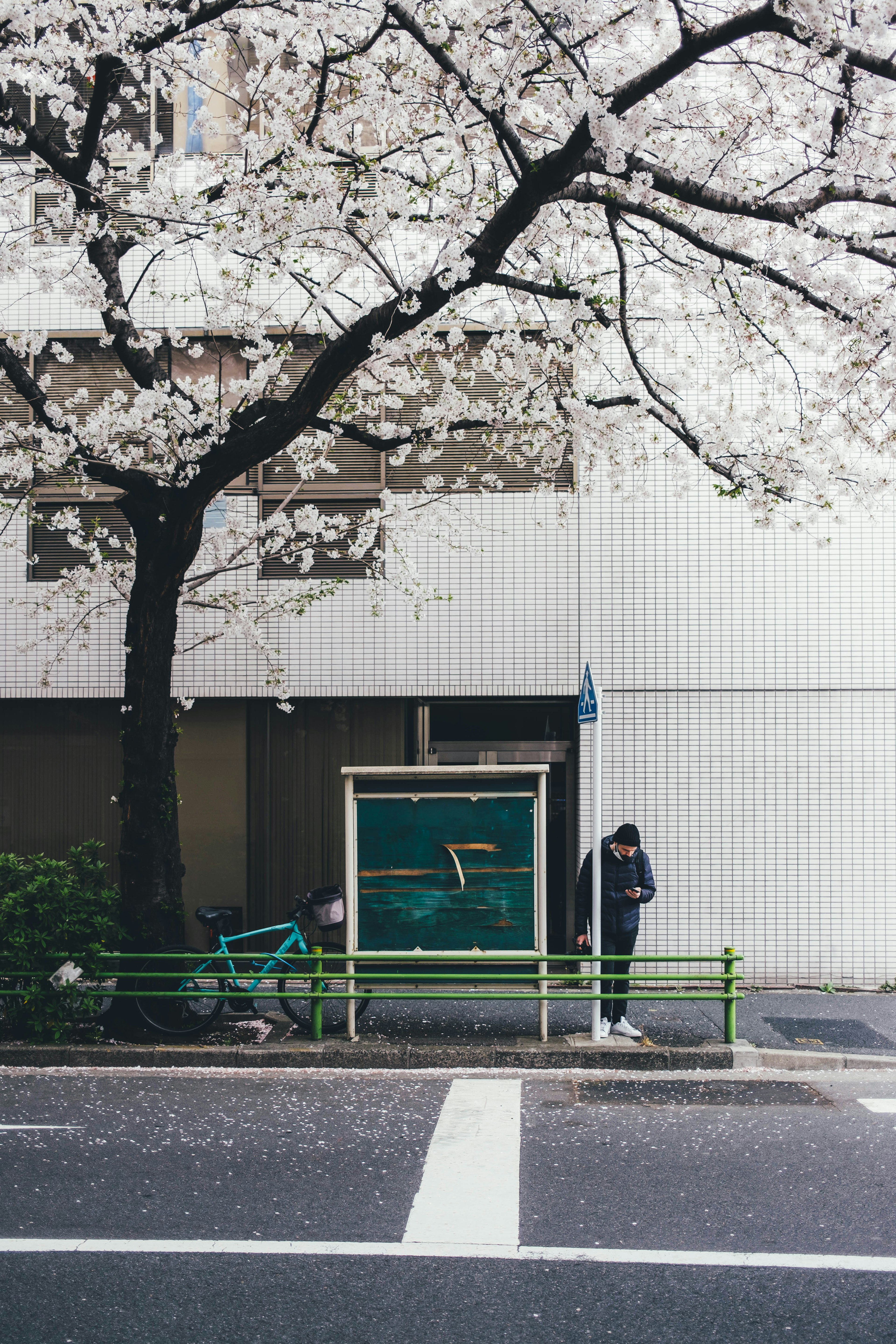 桜の木の下にあるバス停とその近くの人