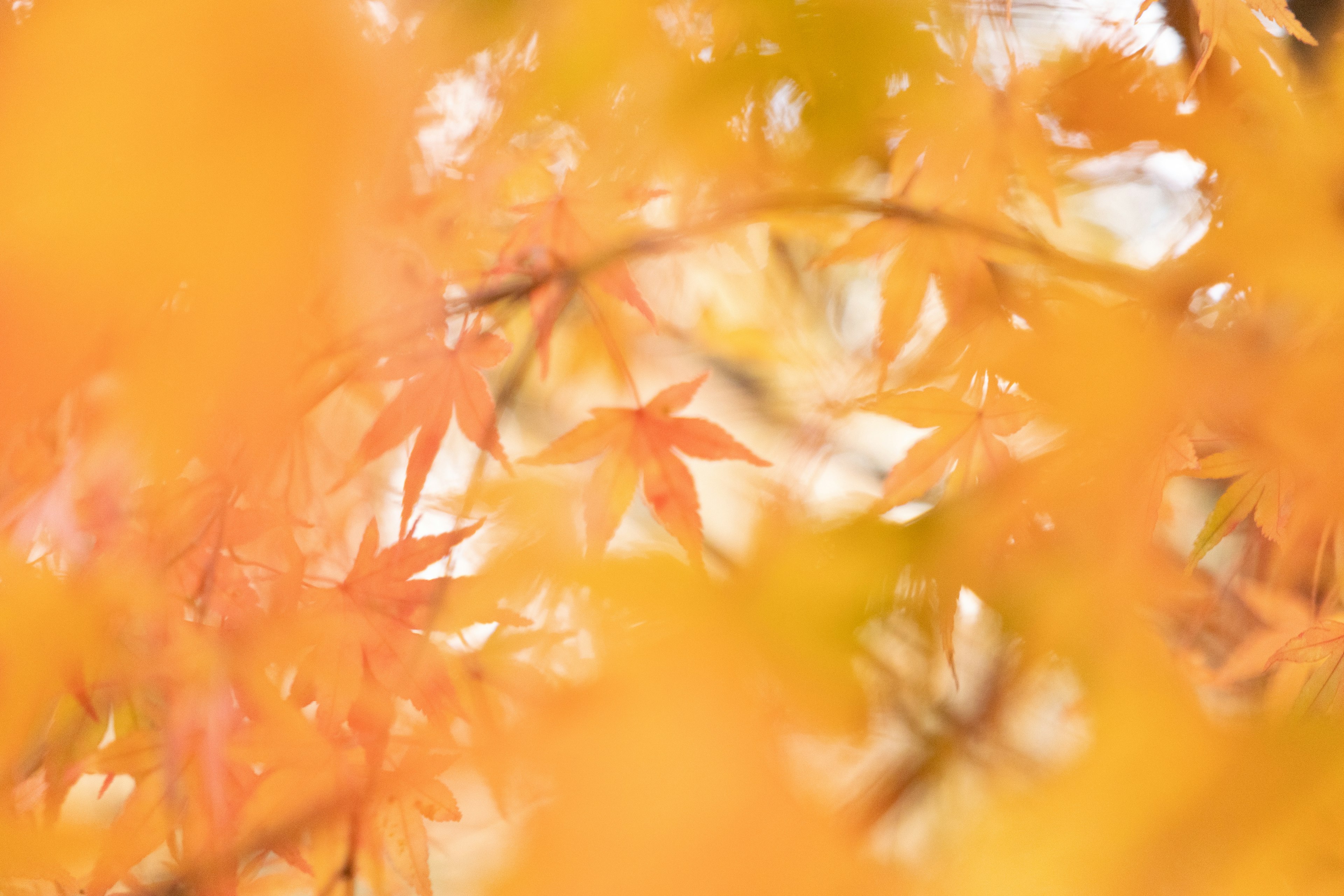 Vibrant orange leaves in an autumn landscape