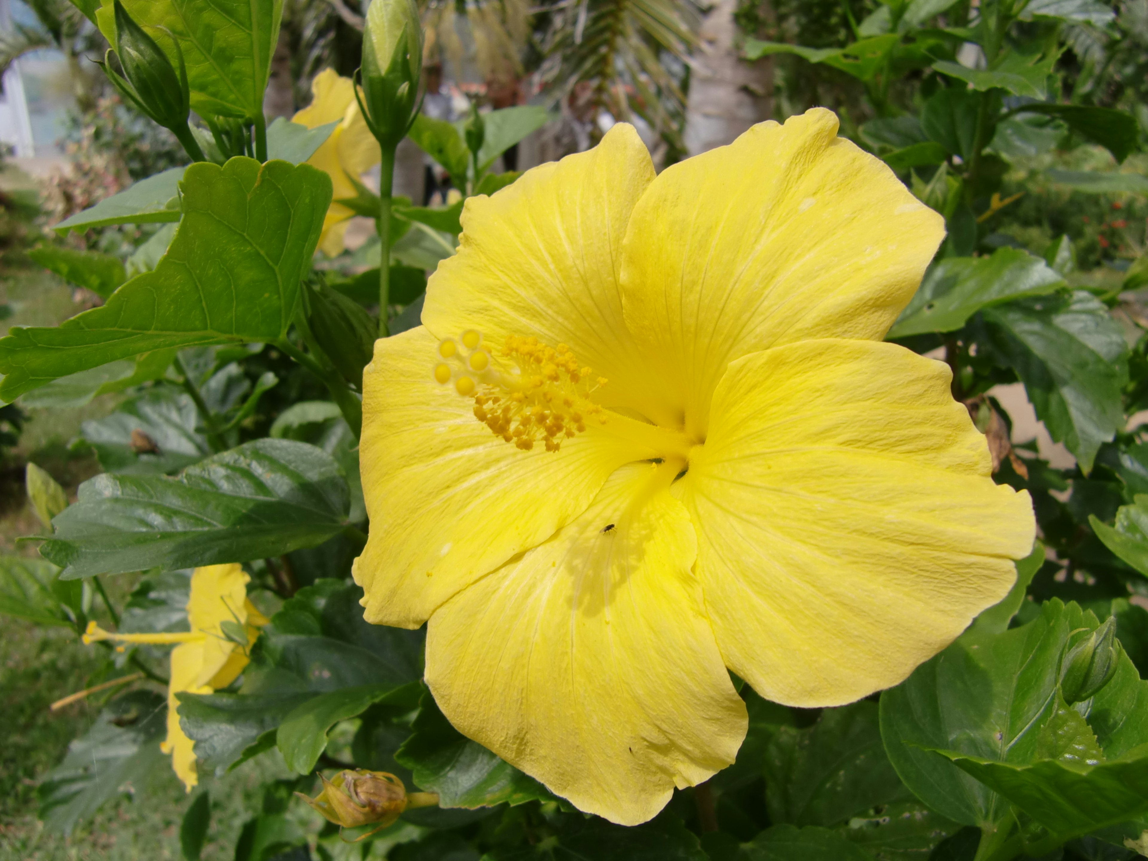 Fiore di ibisco giallo brillante che sboccia tra le foglie verdi