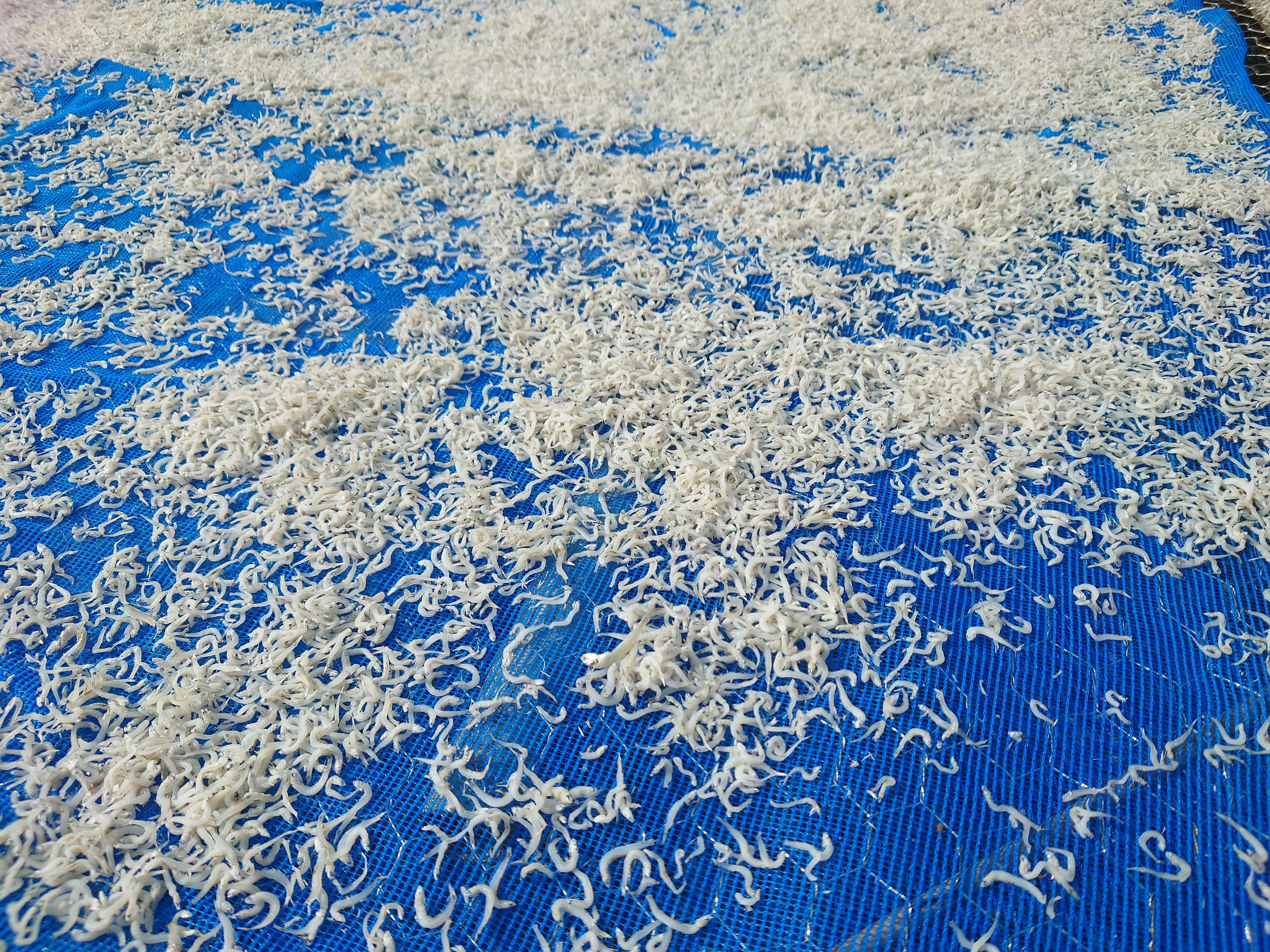 Thin white noodles scattered on a blue cloth