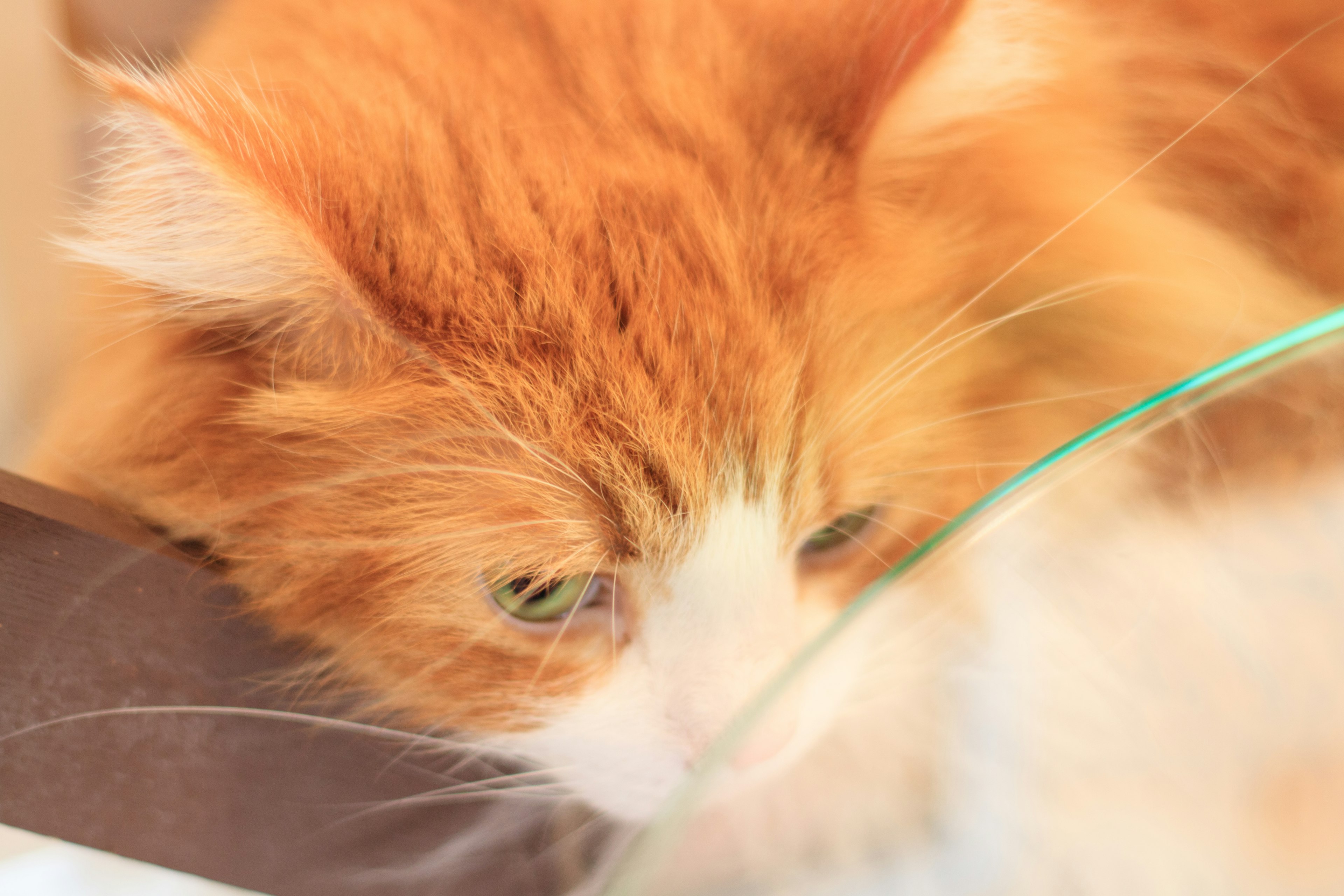 Eine flauschige orange Katze, die auf eine Glasschüssel schaut