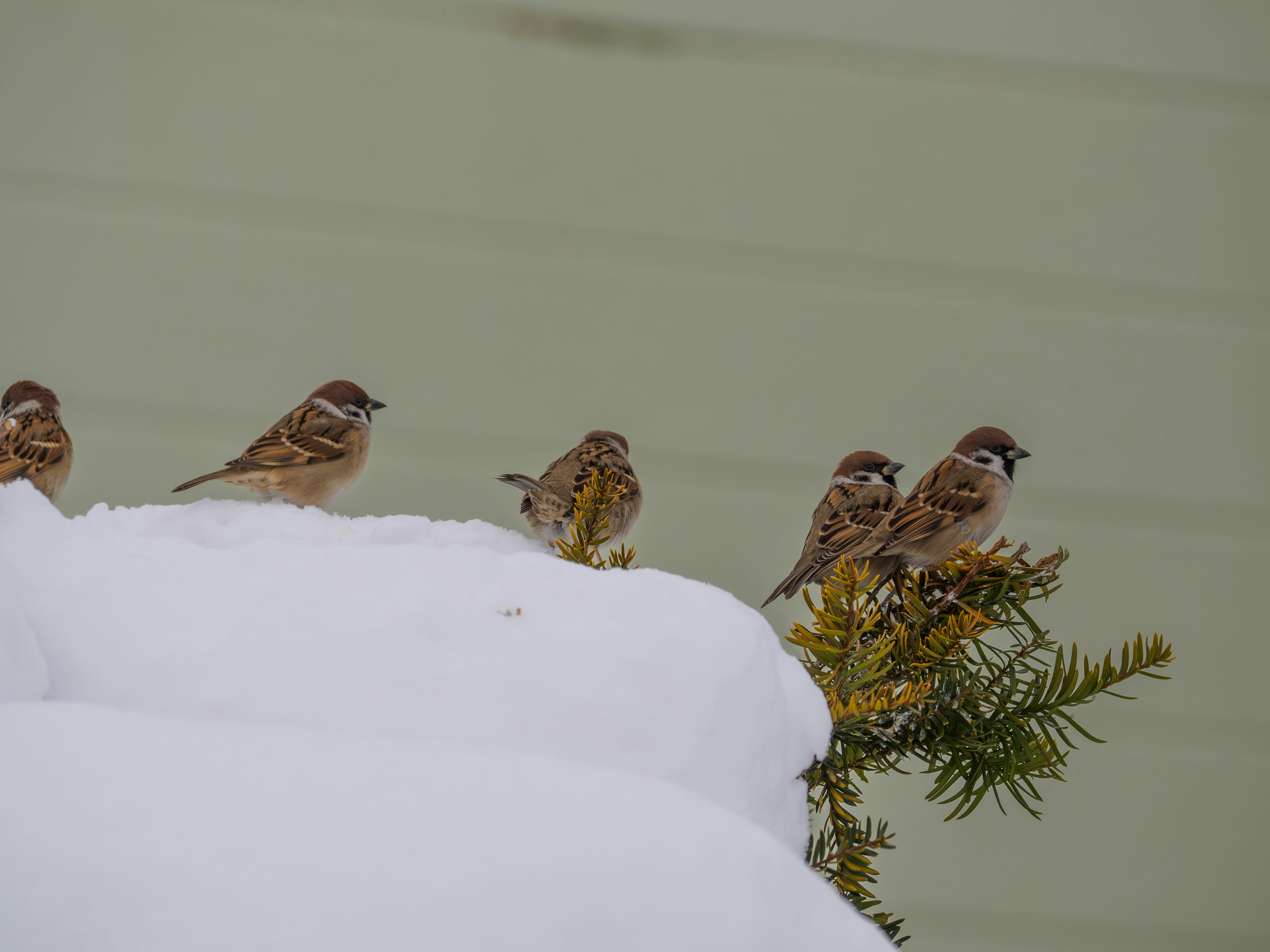 Pájaros pequeños sobre la nieve con una rama verde