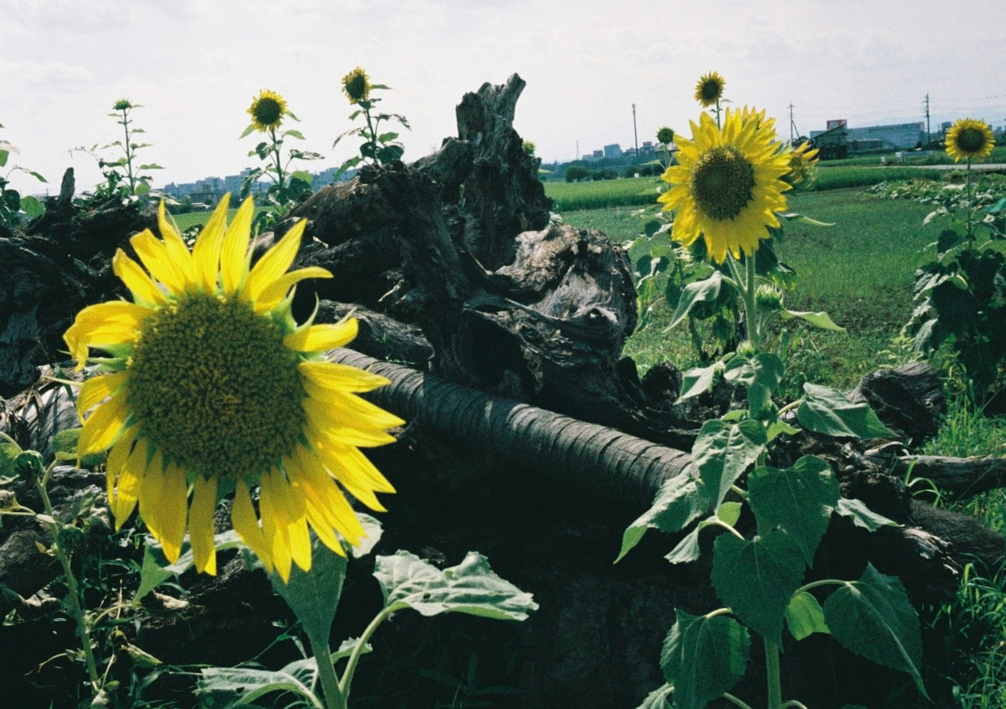 Tournesols en fleurs dans un paysage rural