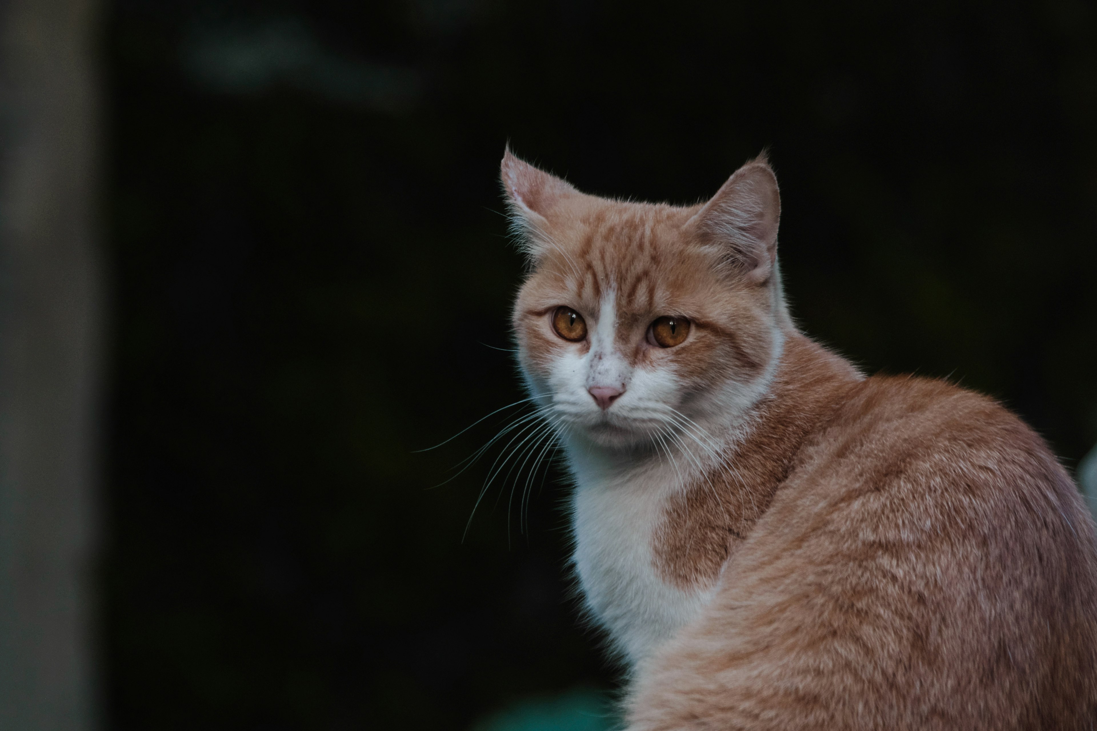 Kucing oranye dan putih melihat ke belakang dengan ekspresi serius