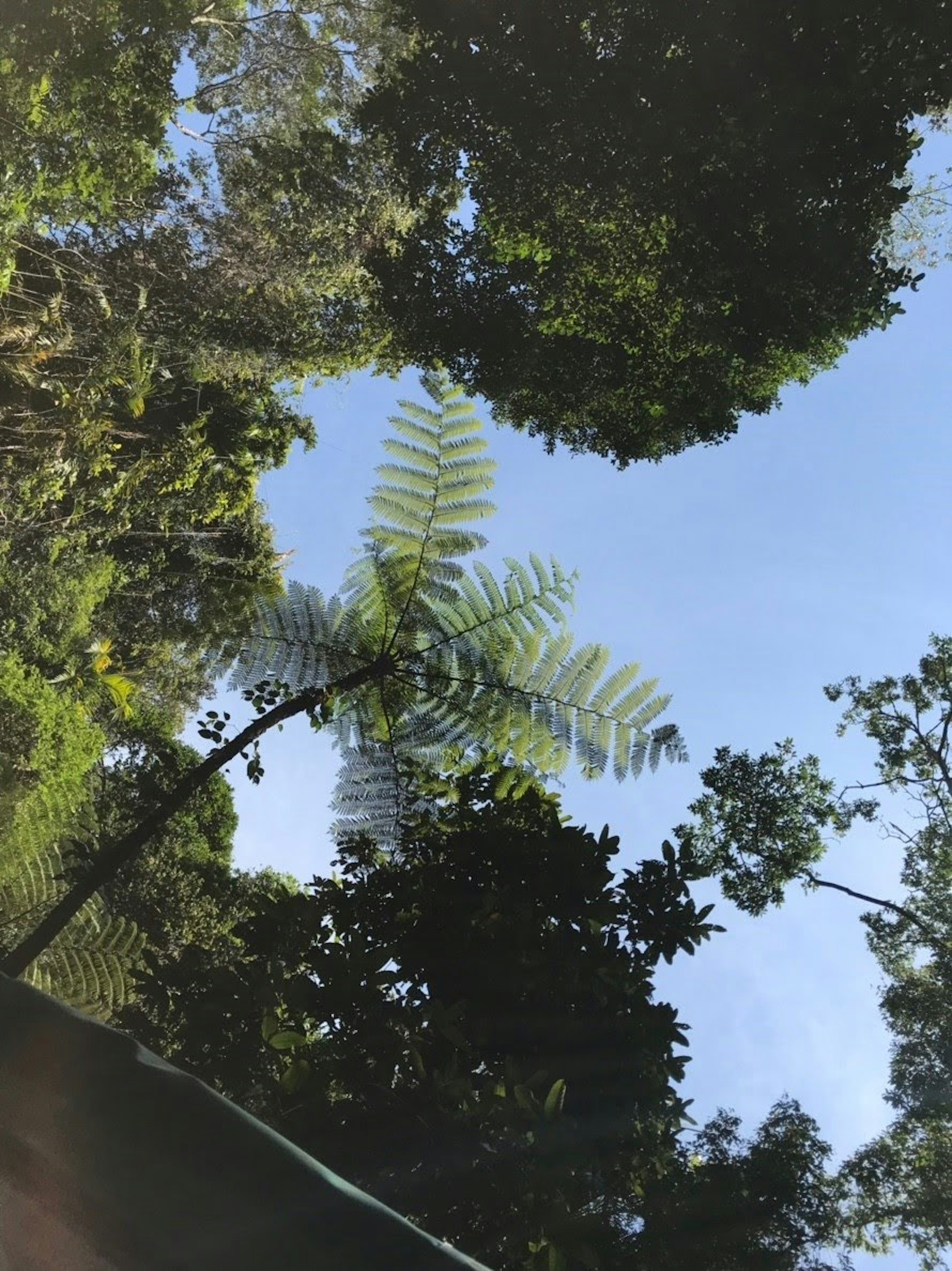 Pemandangan kanopi hutan lebat dengan langit biru dan daun pakis