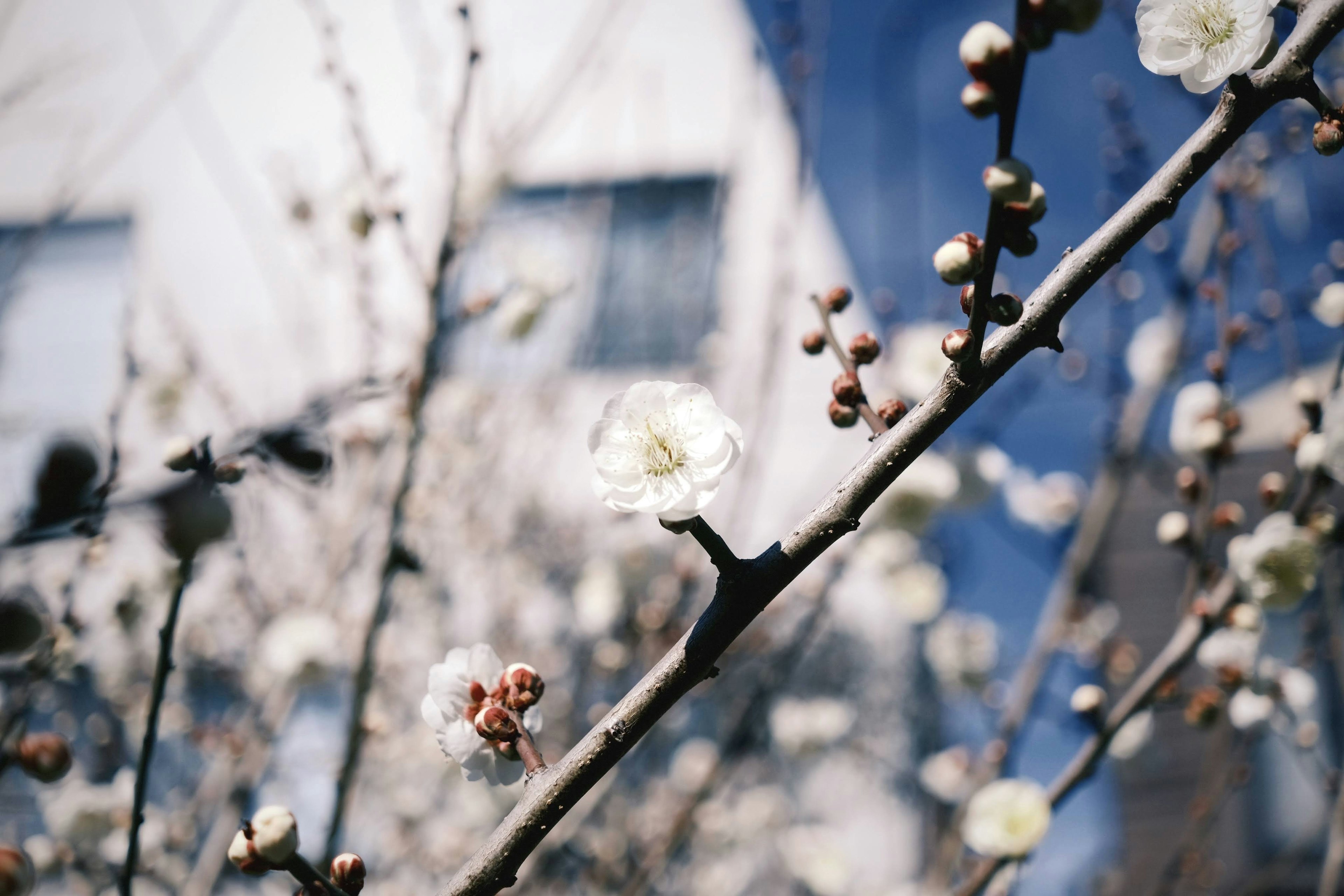 白い花とつぼみの咲く枝の近接写真青い空を背景にした春の風景