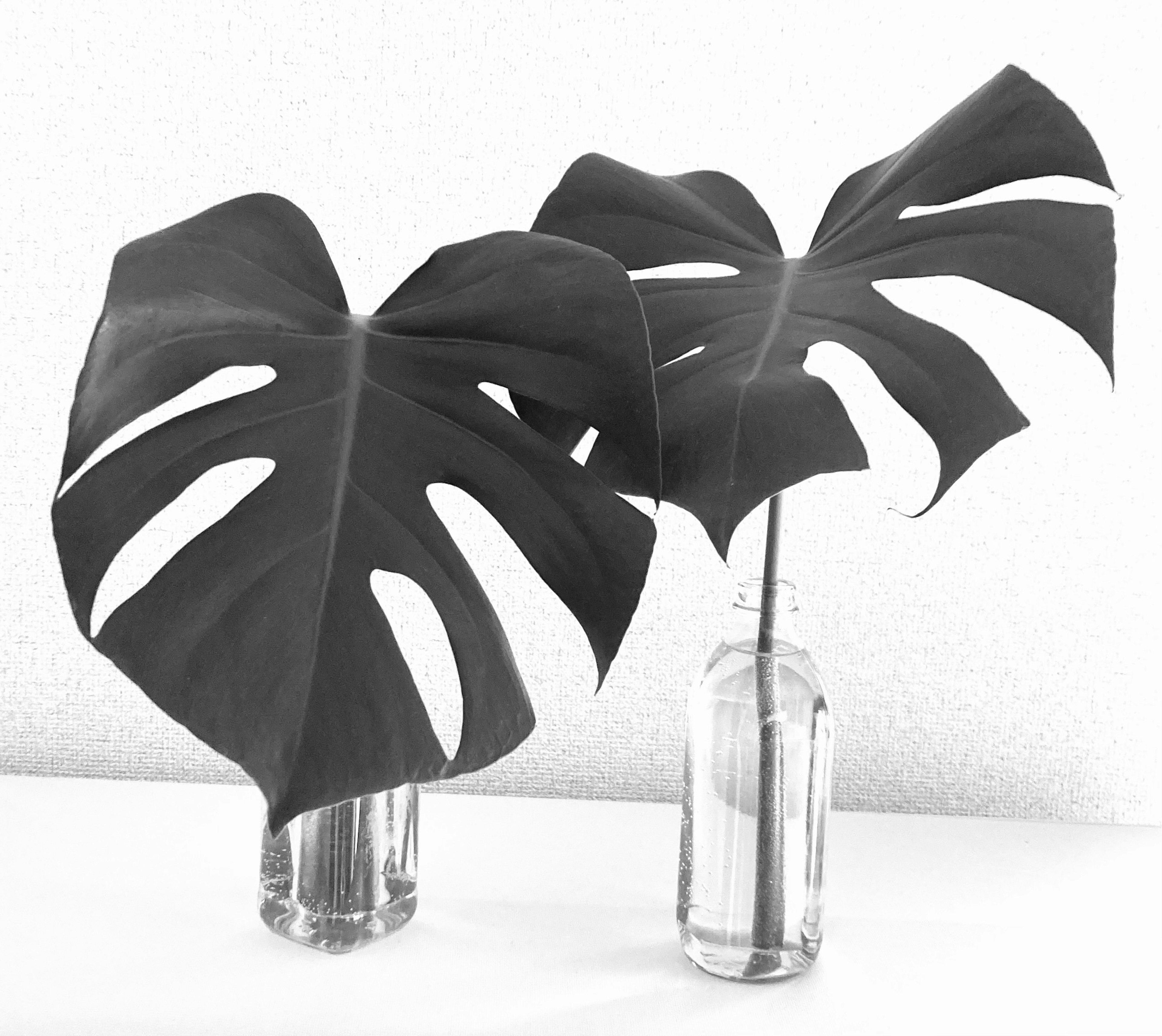 Deux feuilles de Monstera dans des vases en verre sur un fond blanc