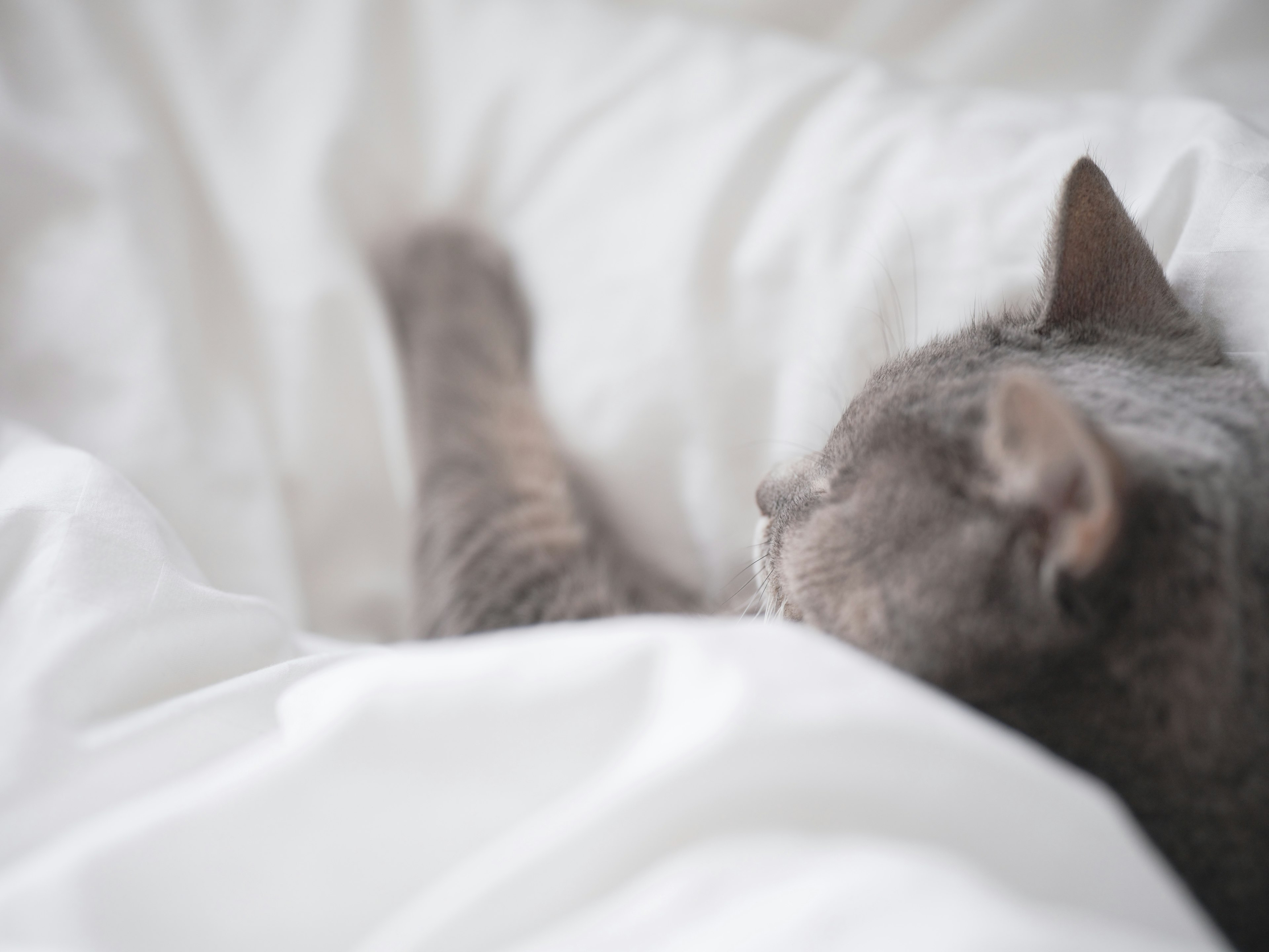 Gray cat sleeping under white blanket