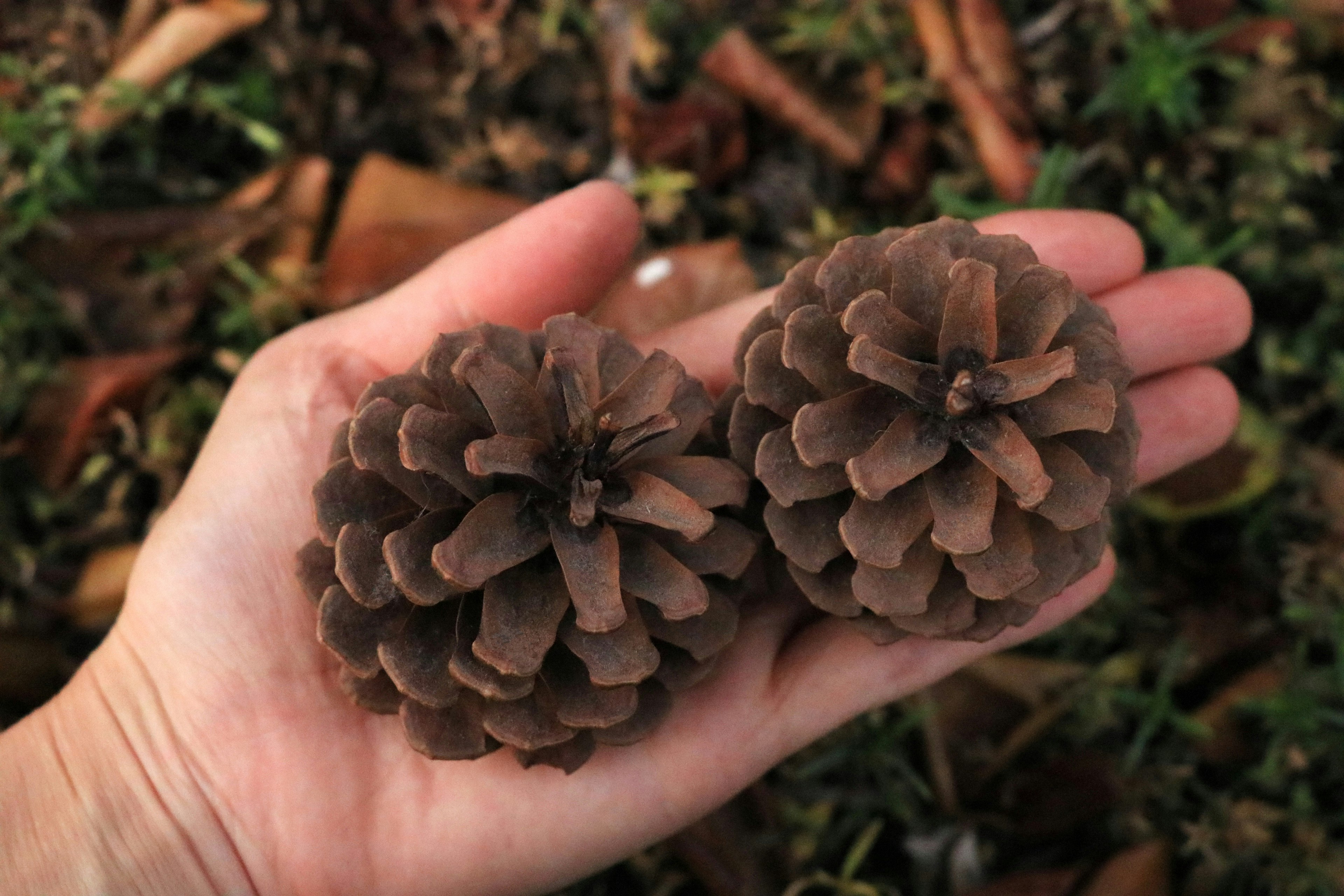 Dua kerucut pinus dipegang di tangan dengan latar belakang rumput hijau