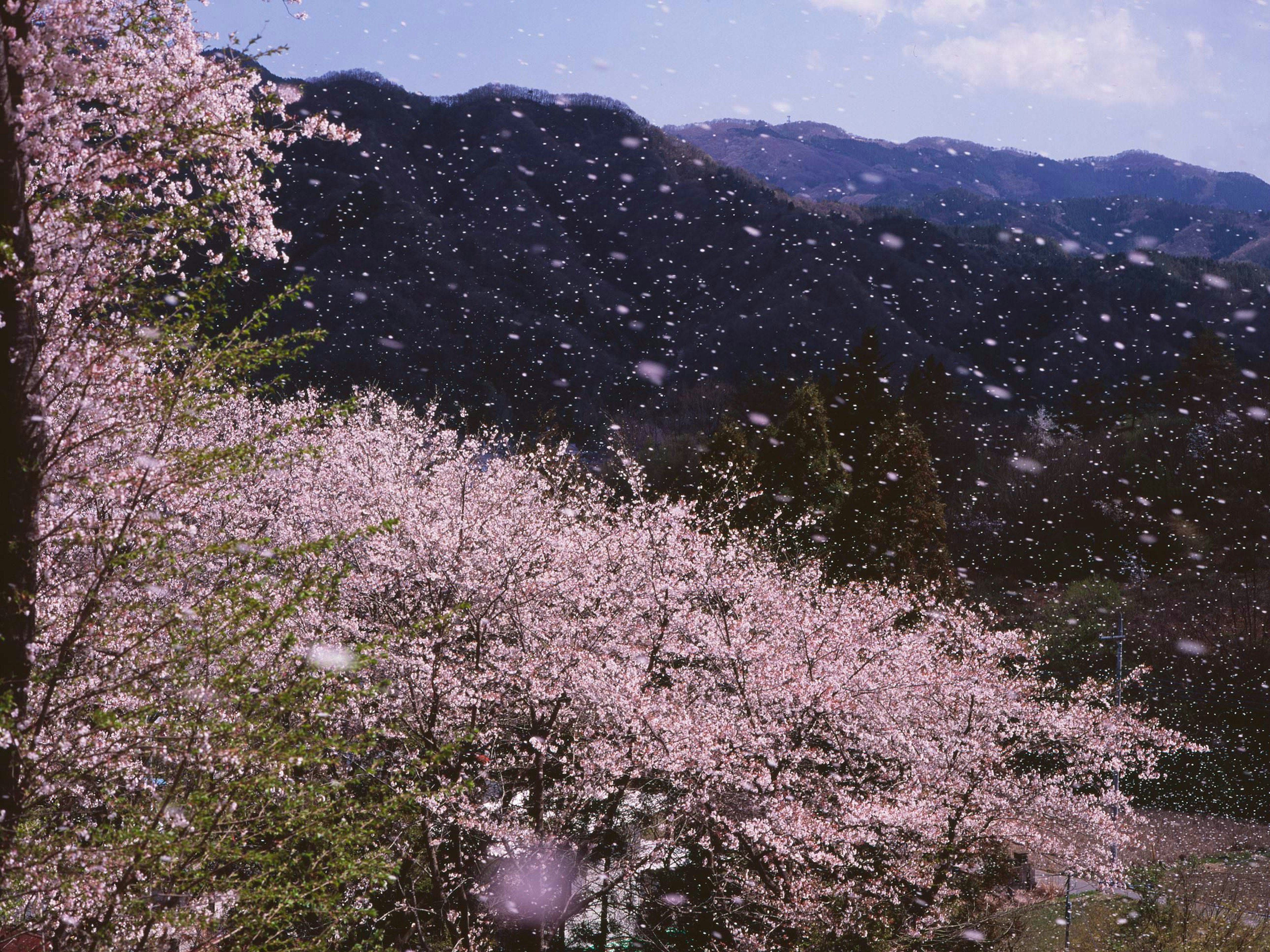 Des cerisiers en fleurs avec des montagnes en arrière-plan