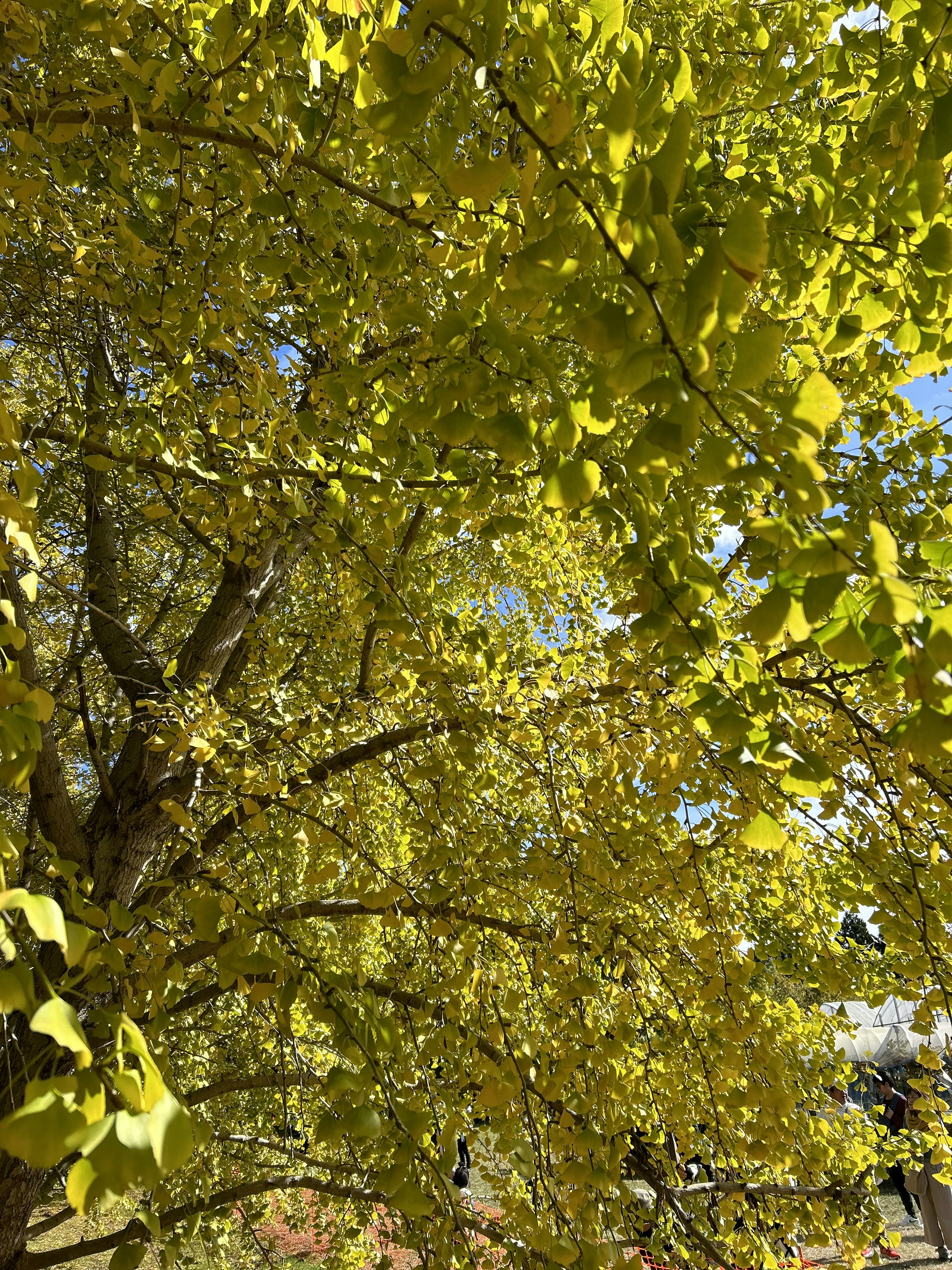 Branches d'un arbre couvertes de feuilles vertes sous un ciel bleu