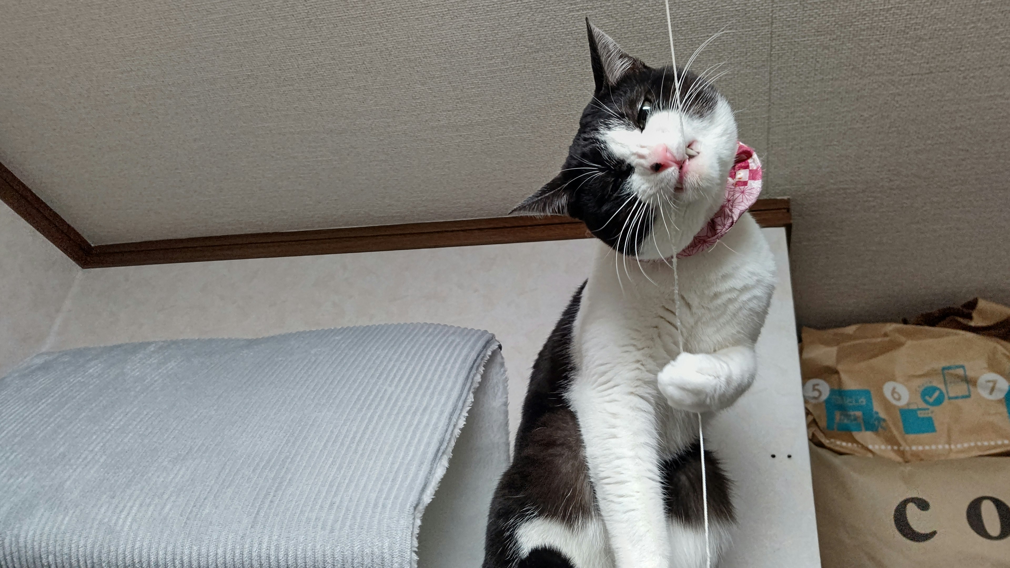 A cat wearing a ribbon sitting on a shelf