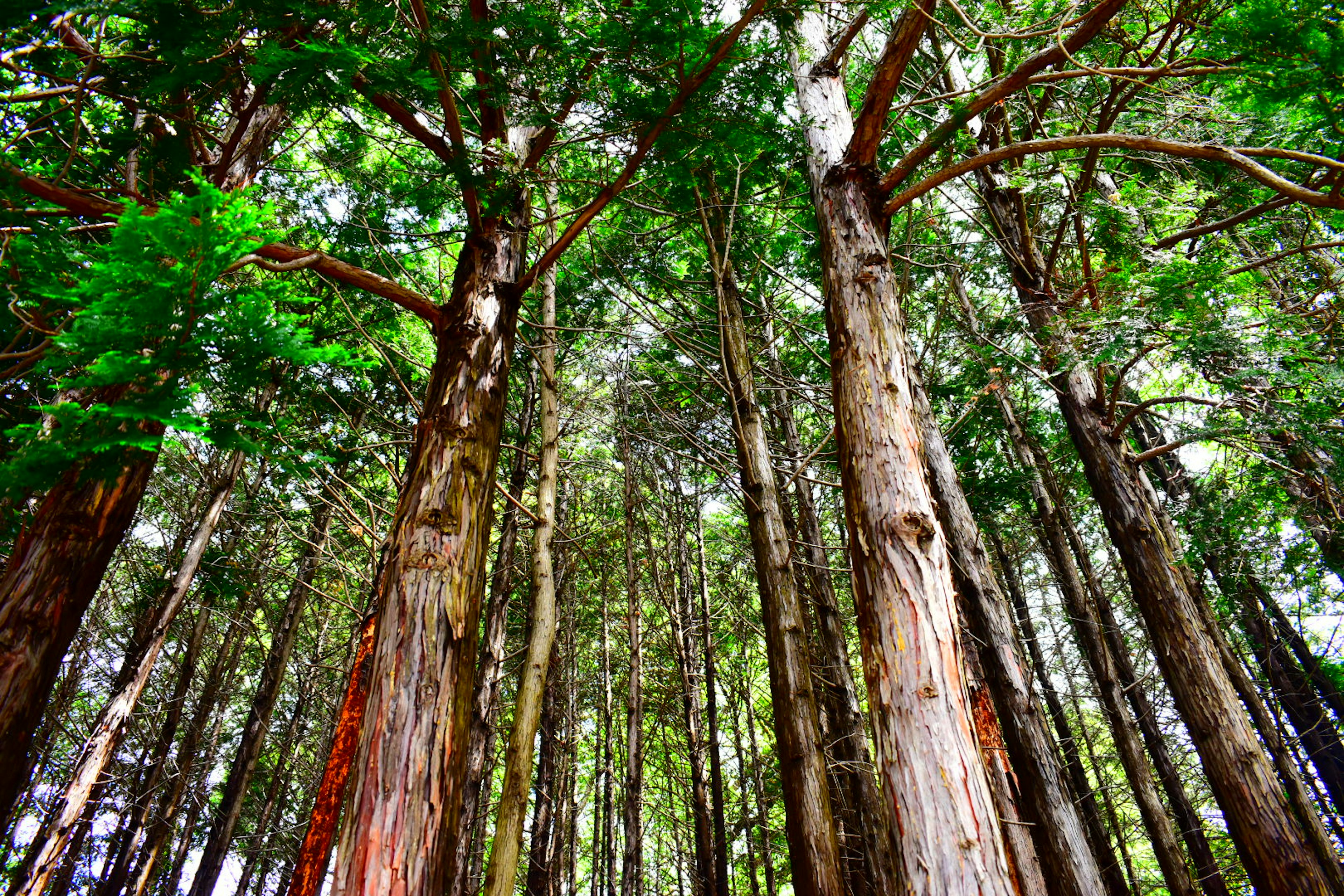 View looking up at tall trees in a lush green forest