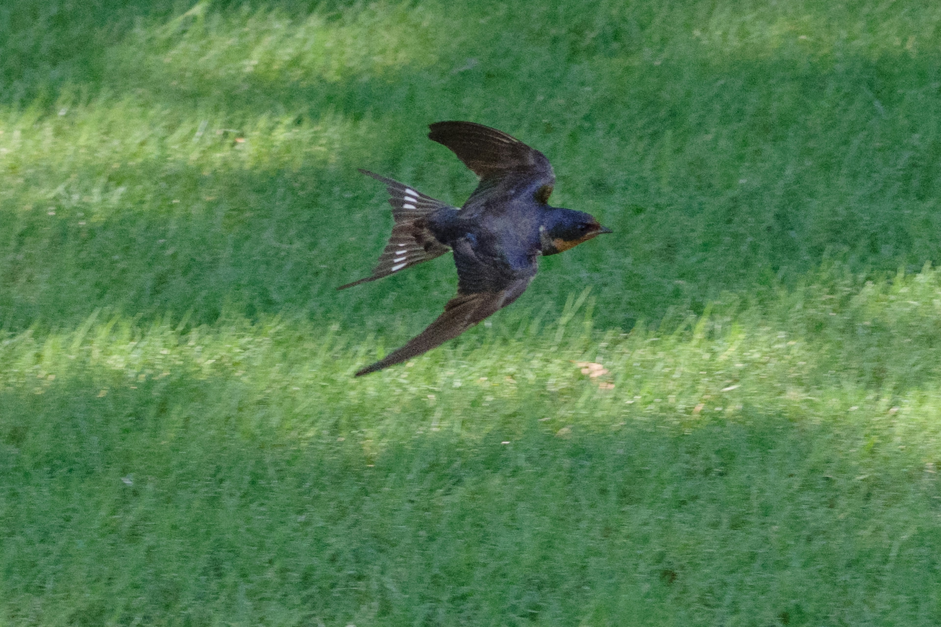 A swallow flying above lush green grass