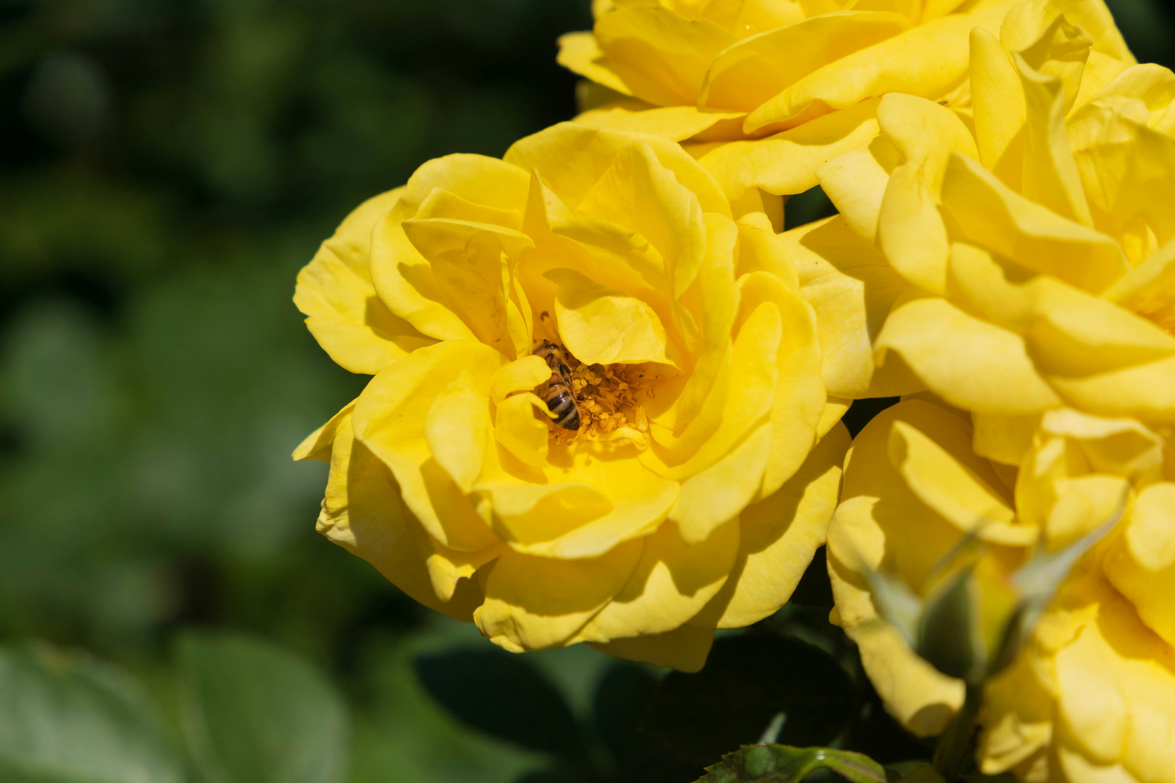 Fiori di rosa gialli vivaci con un'ape che si posa su uno di essi