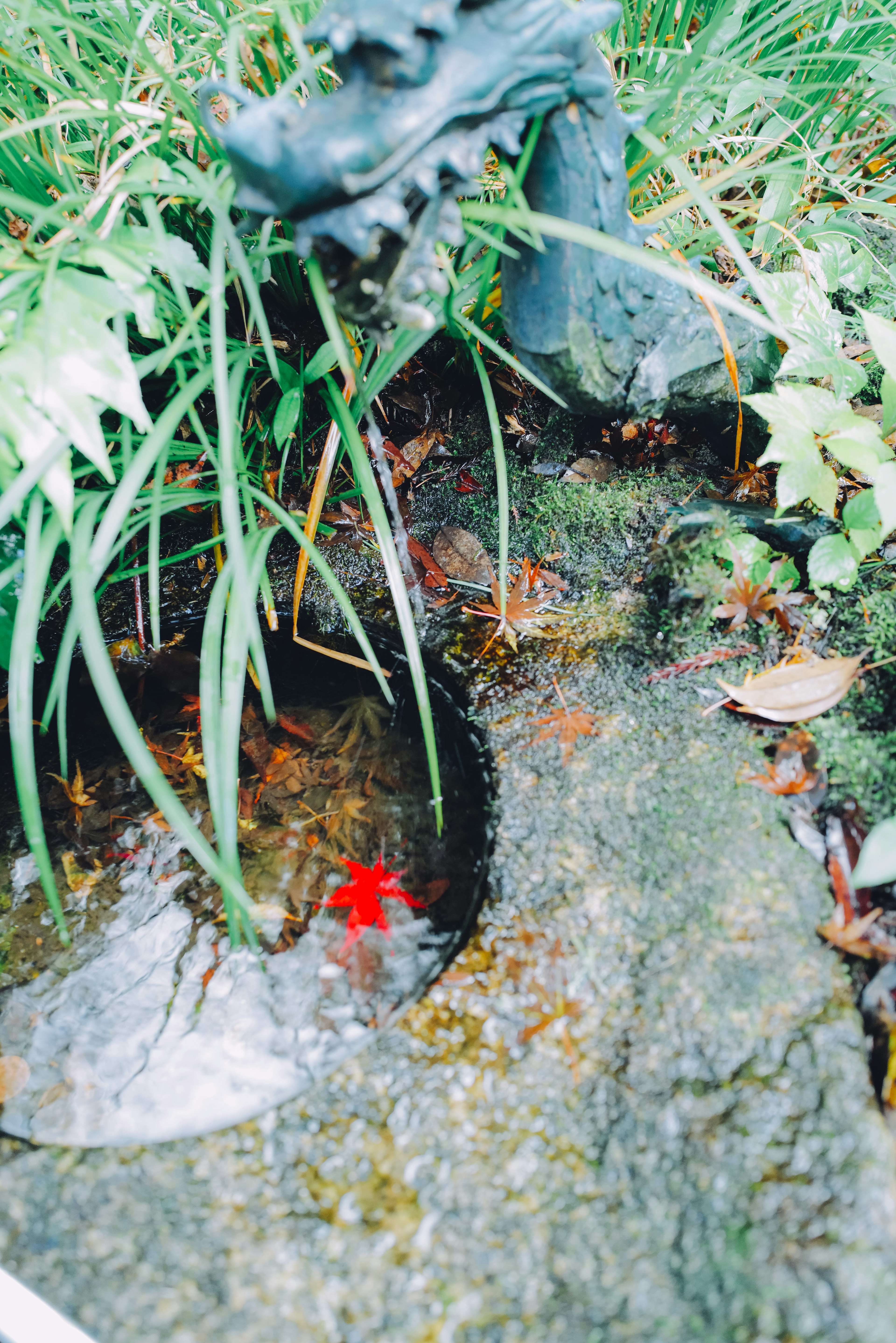 寧靜的花園場景，紅葉漂浮在水中，周圍環繞著綠色植物