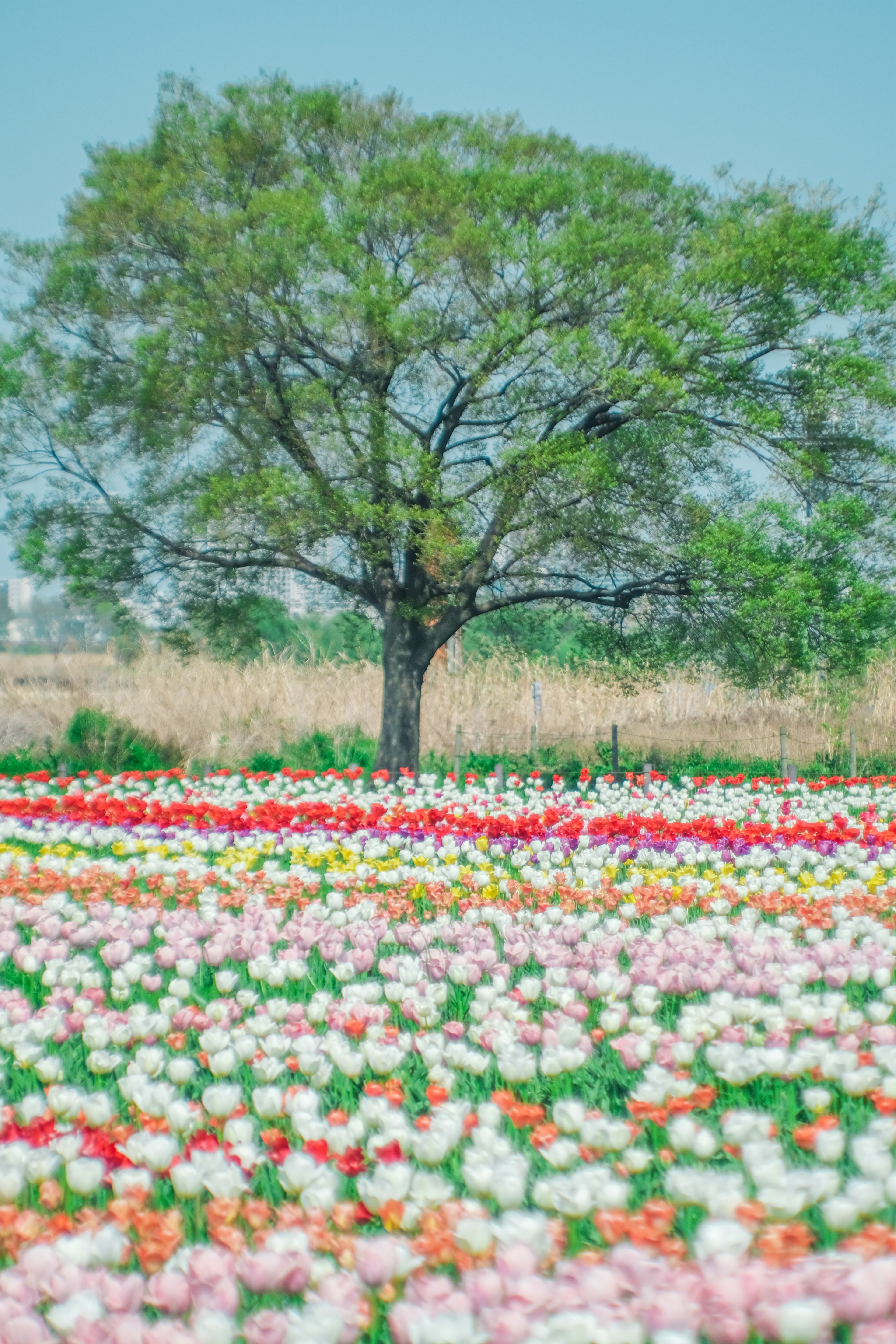 Ein großer Baum steht vor einem Feld mit bunten Tulpen